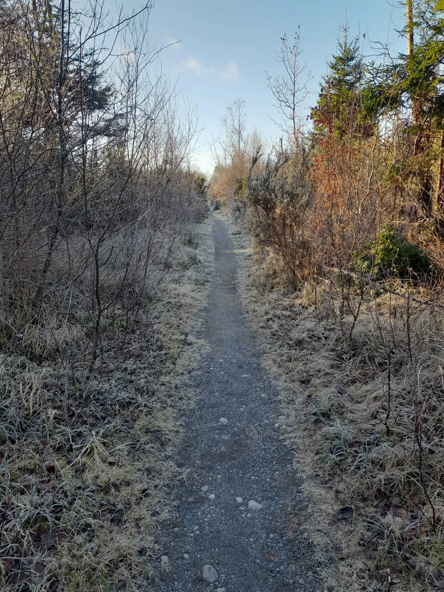 A narrow dirt pathway through a frosty, wooded area with bare trees and dry shrubs under a clear sky.