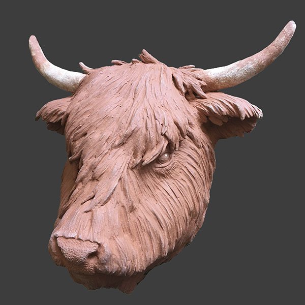 Highland Cow