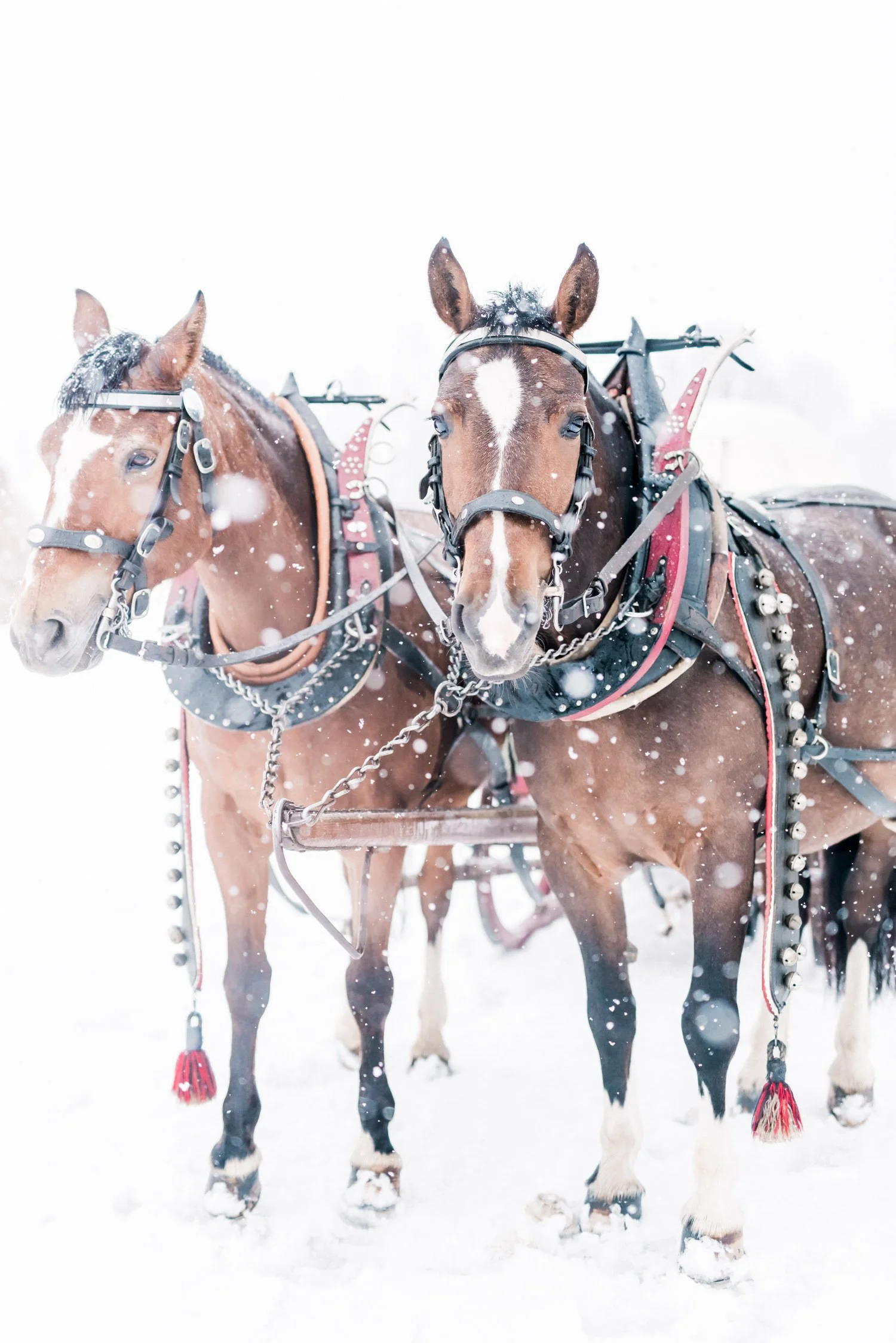 wedding grand hotel bellevue gstaad10.jpg
