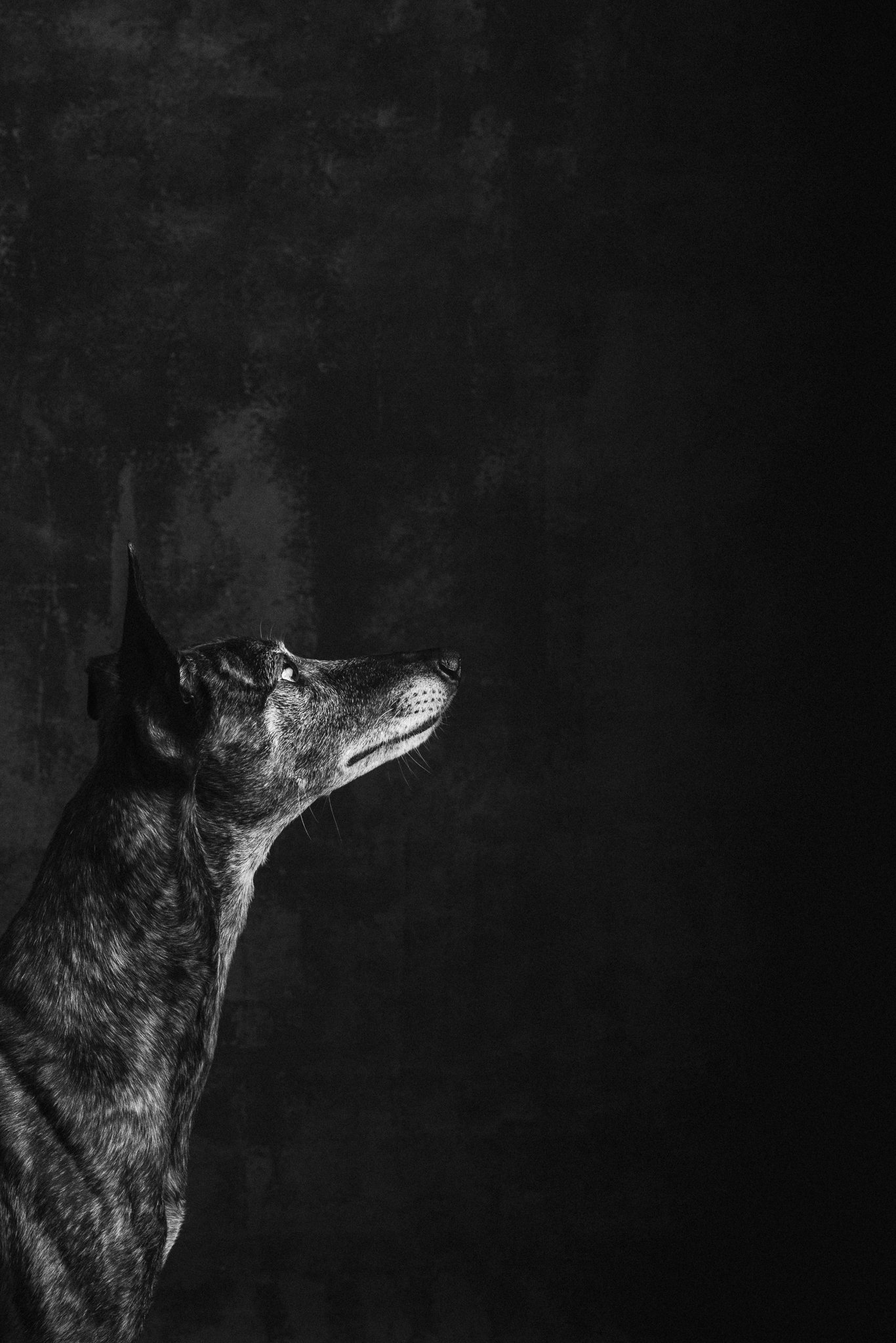 whippet-koirakuvaaja marina rotkus- tampere- pori-5.jpg