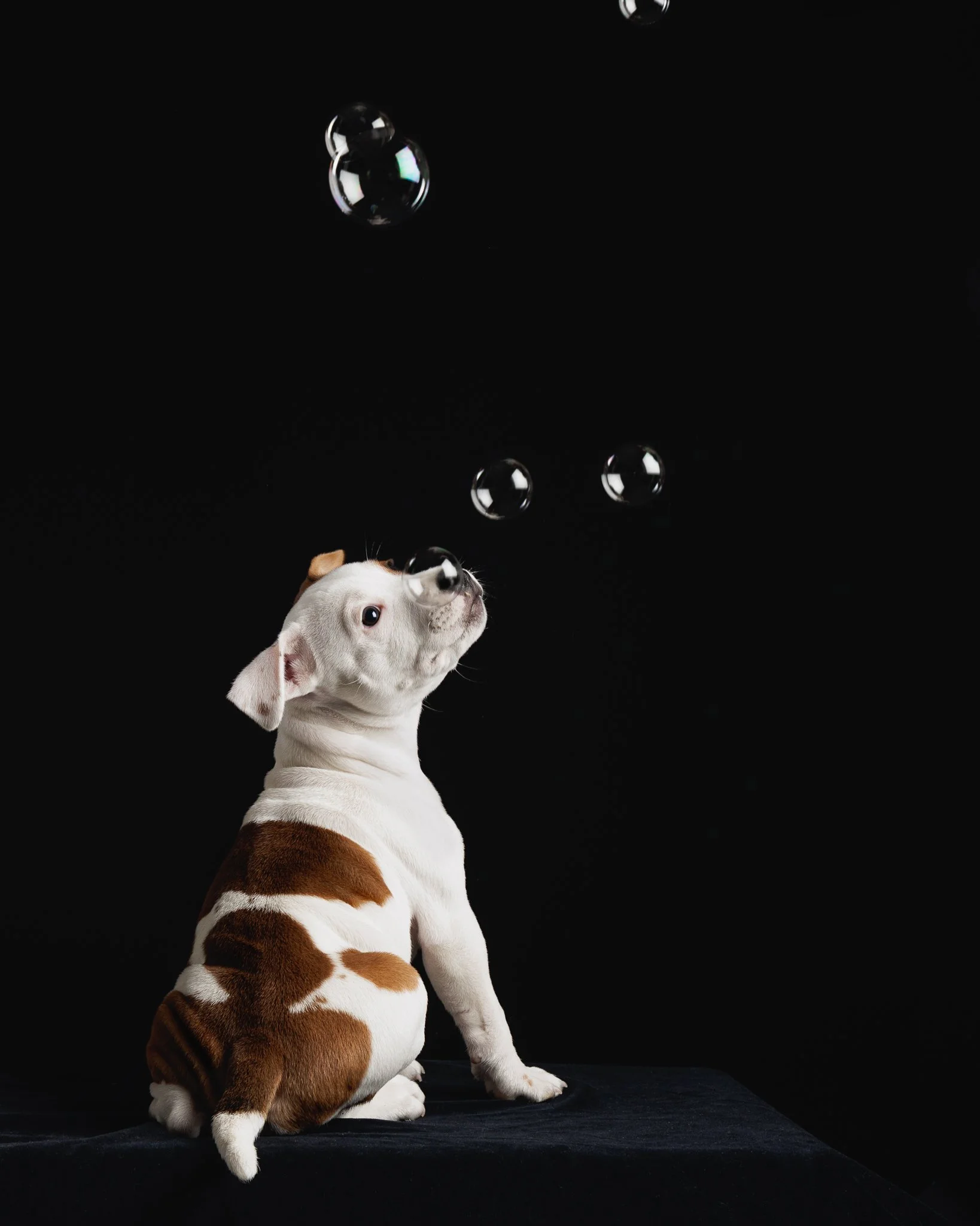 staffipentu -koirakuvaaja-pori-6.jpg