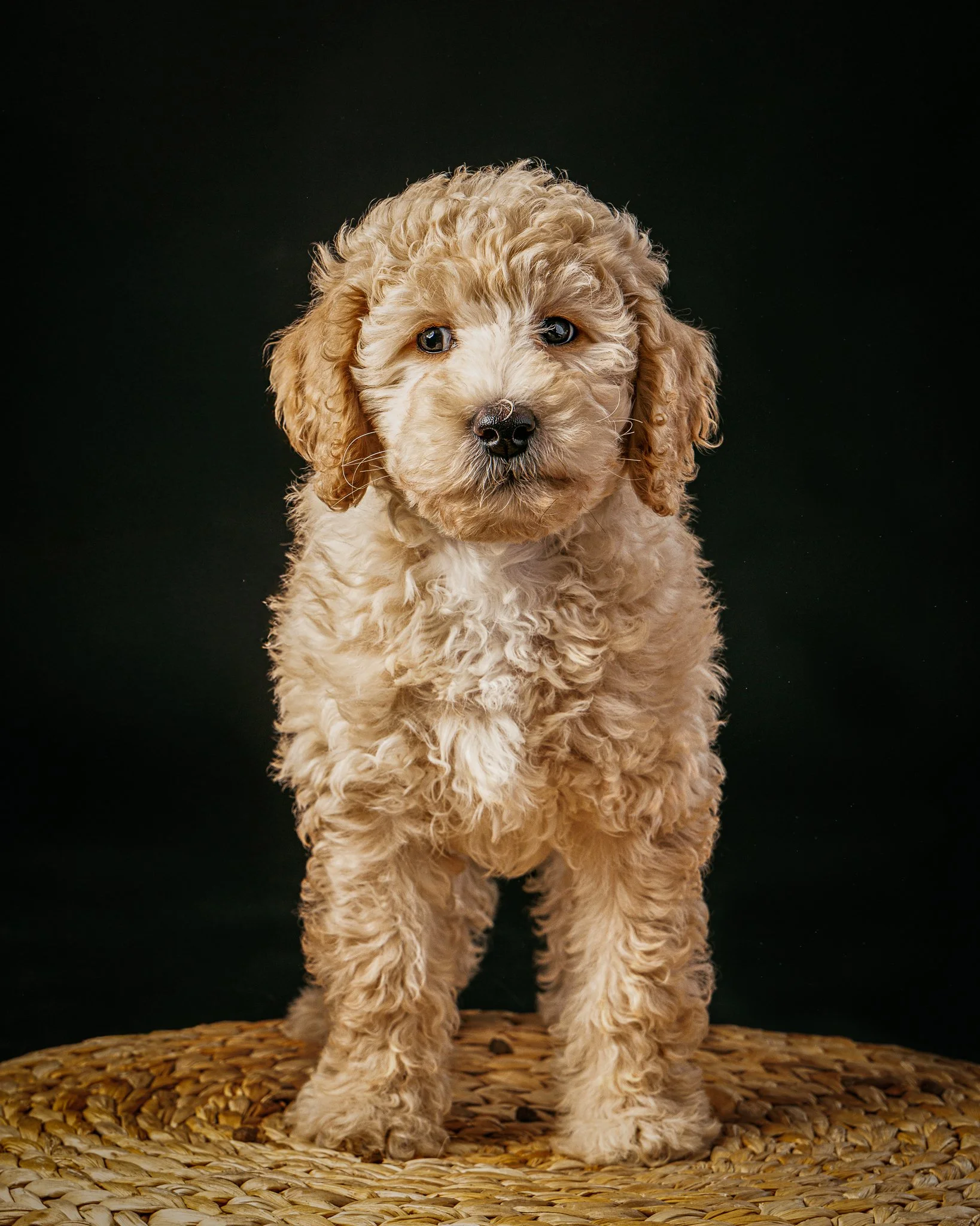 Studiokuvaus vs miljöö - kumpi sopii sun koiralle? 