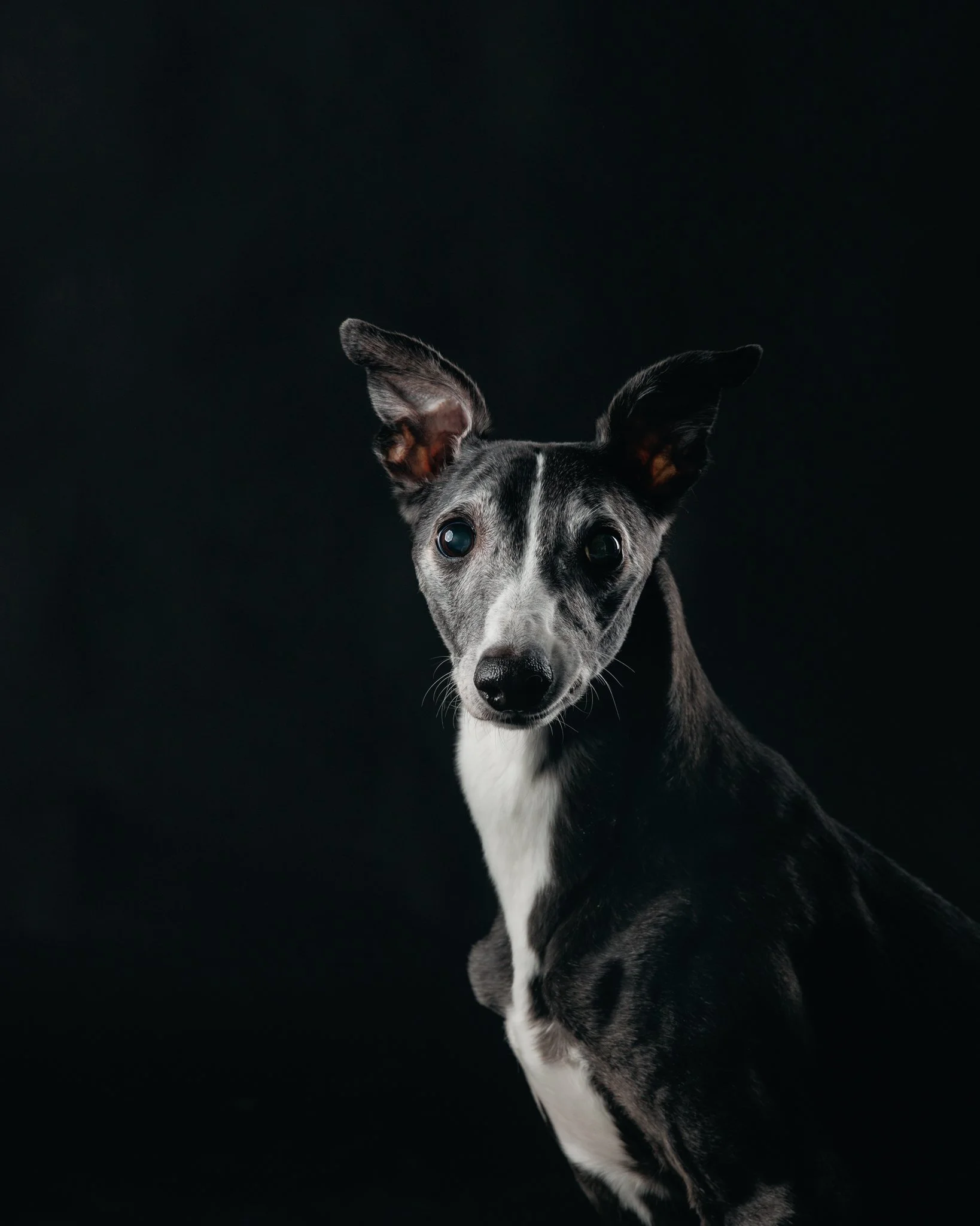 Seniorikoiran kuvaus - milloin on oikea hetki? 