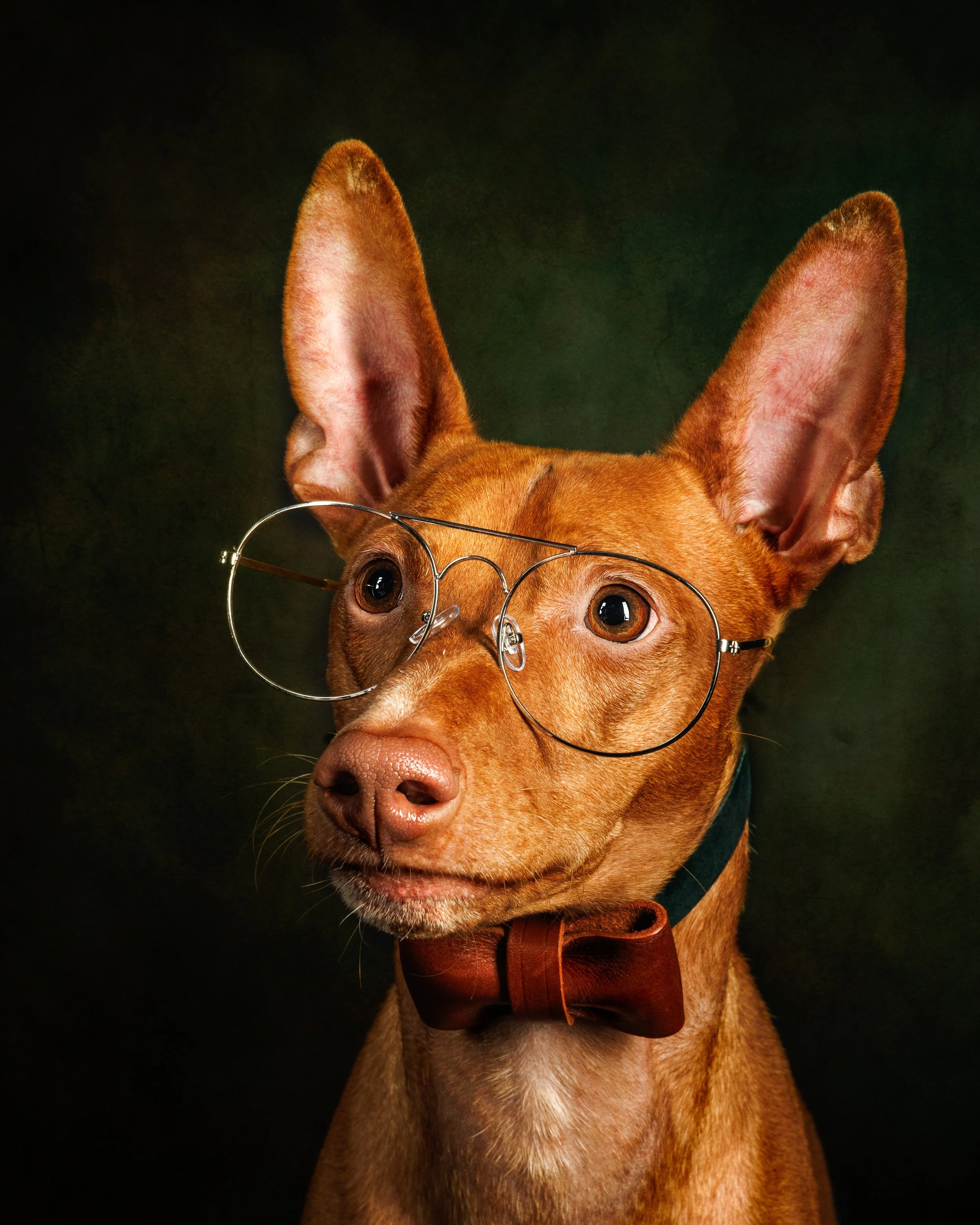 koirakuvaus studiossa koira silmälaseissa ja rusetissa