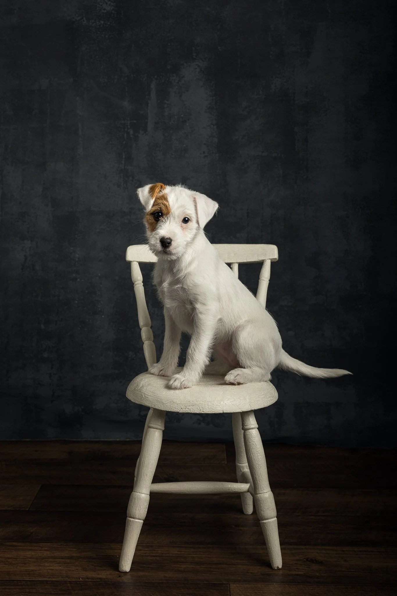 parson-koirakuvaaja-studiokuvaus .jpg