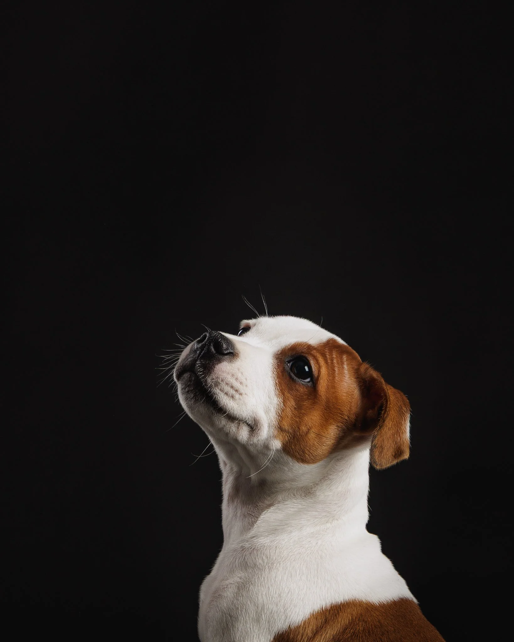 staffipentu -koirakuvaaja-pori-4.jpg