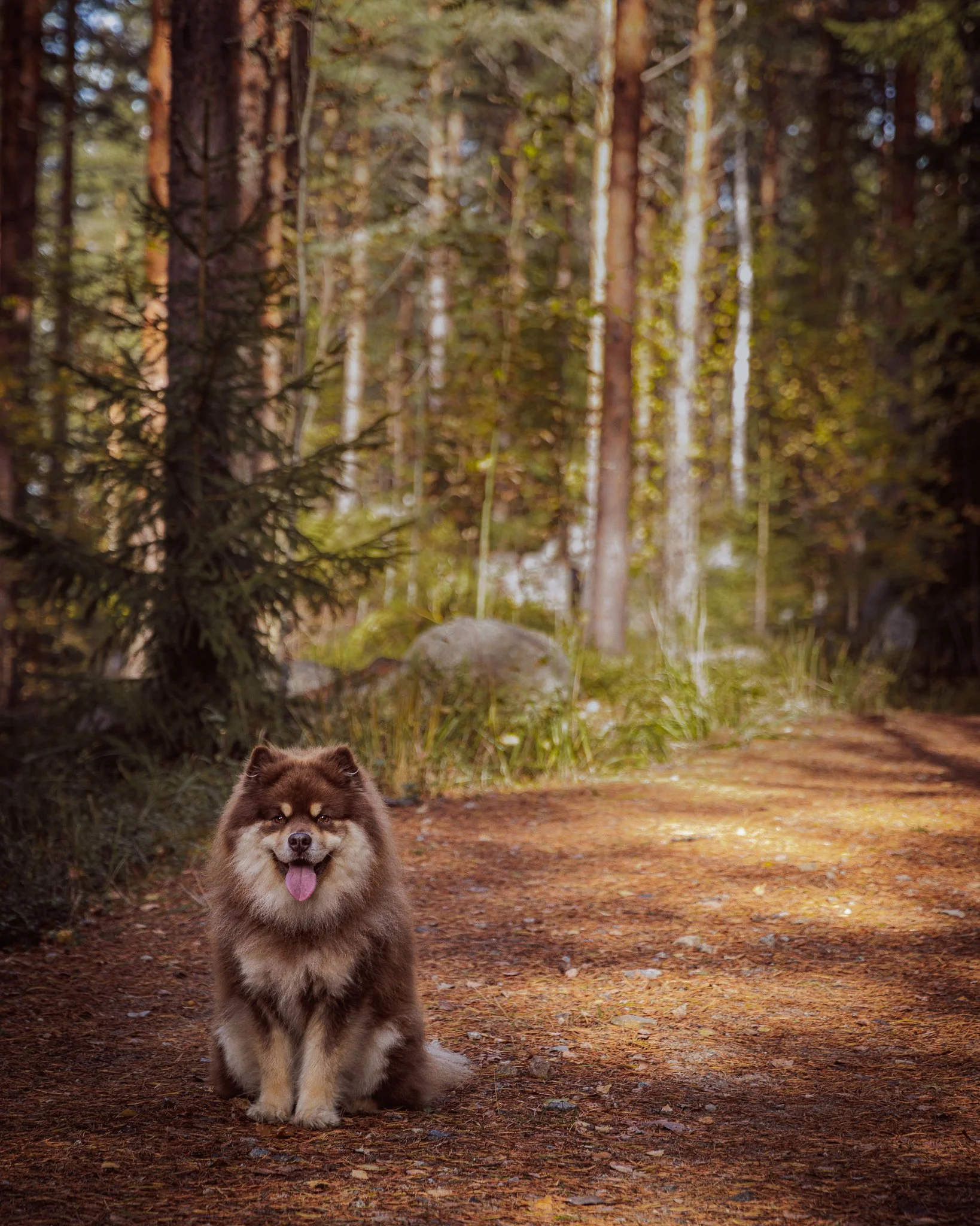 Suomen lapinkoira- koirakuvaaja-5.jpg