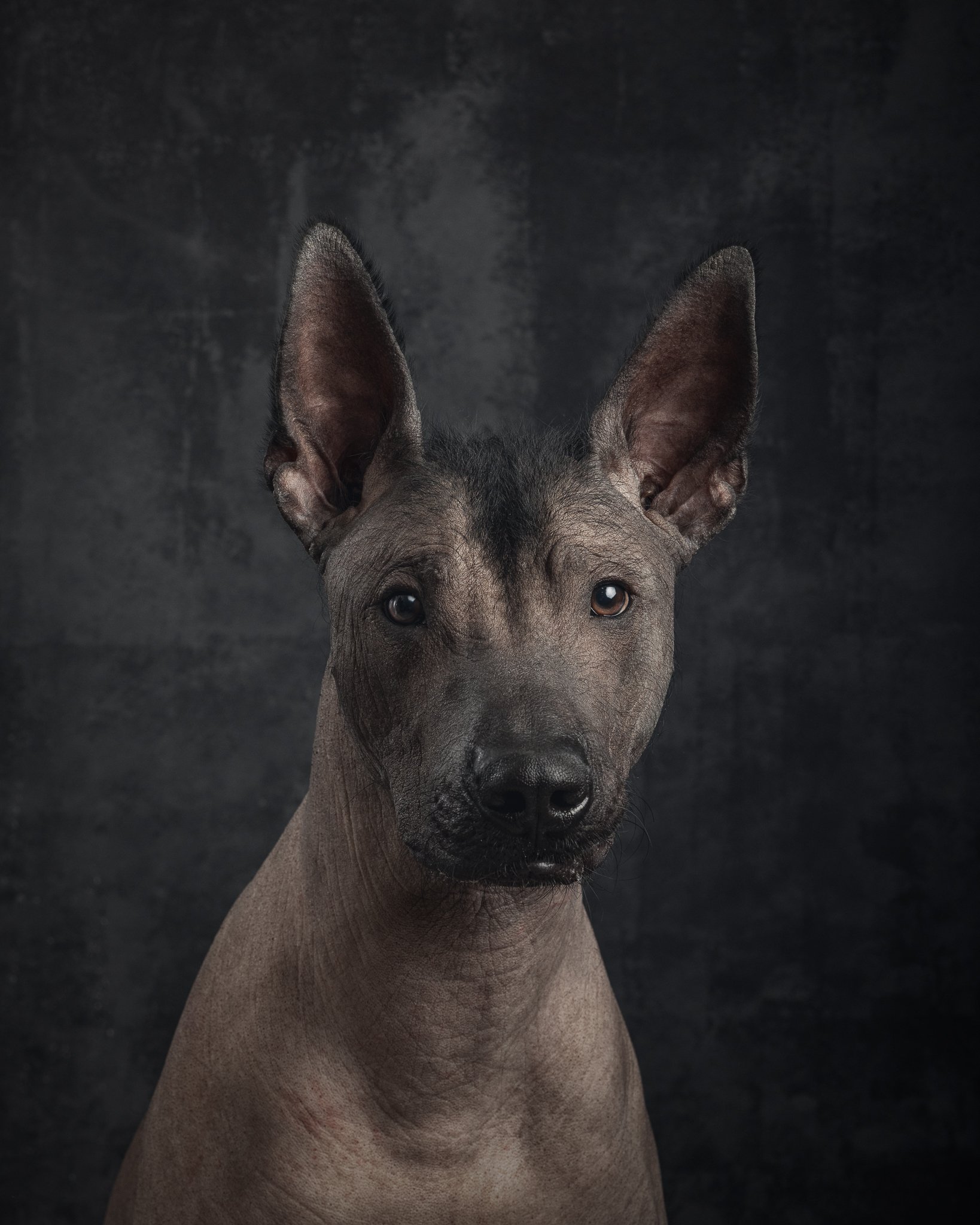 Meksikon karvatonkoira-koirakuvaaja tampere.jpg