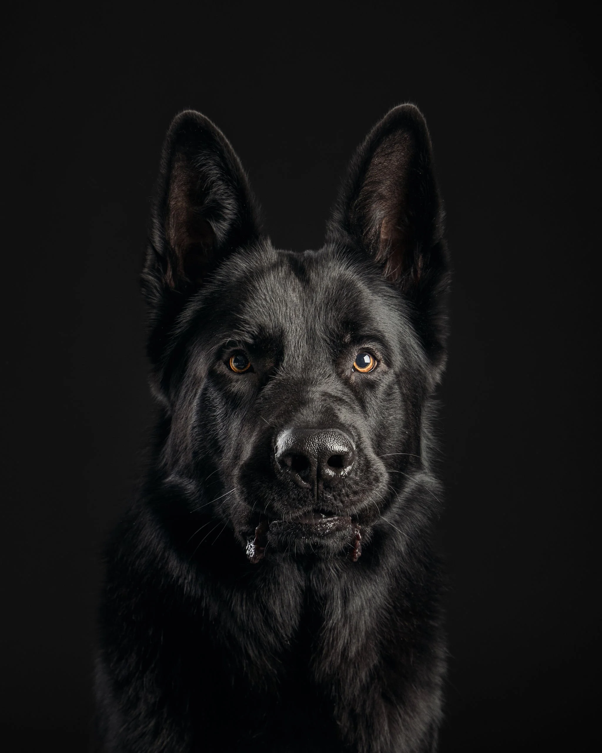 koirakuvaaja tampere- musta saksanpaimenkoira