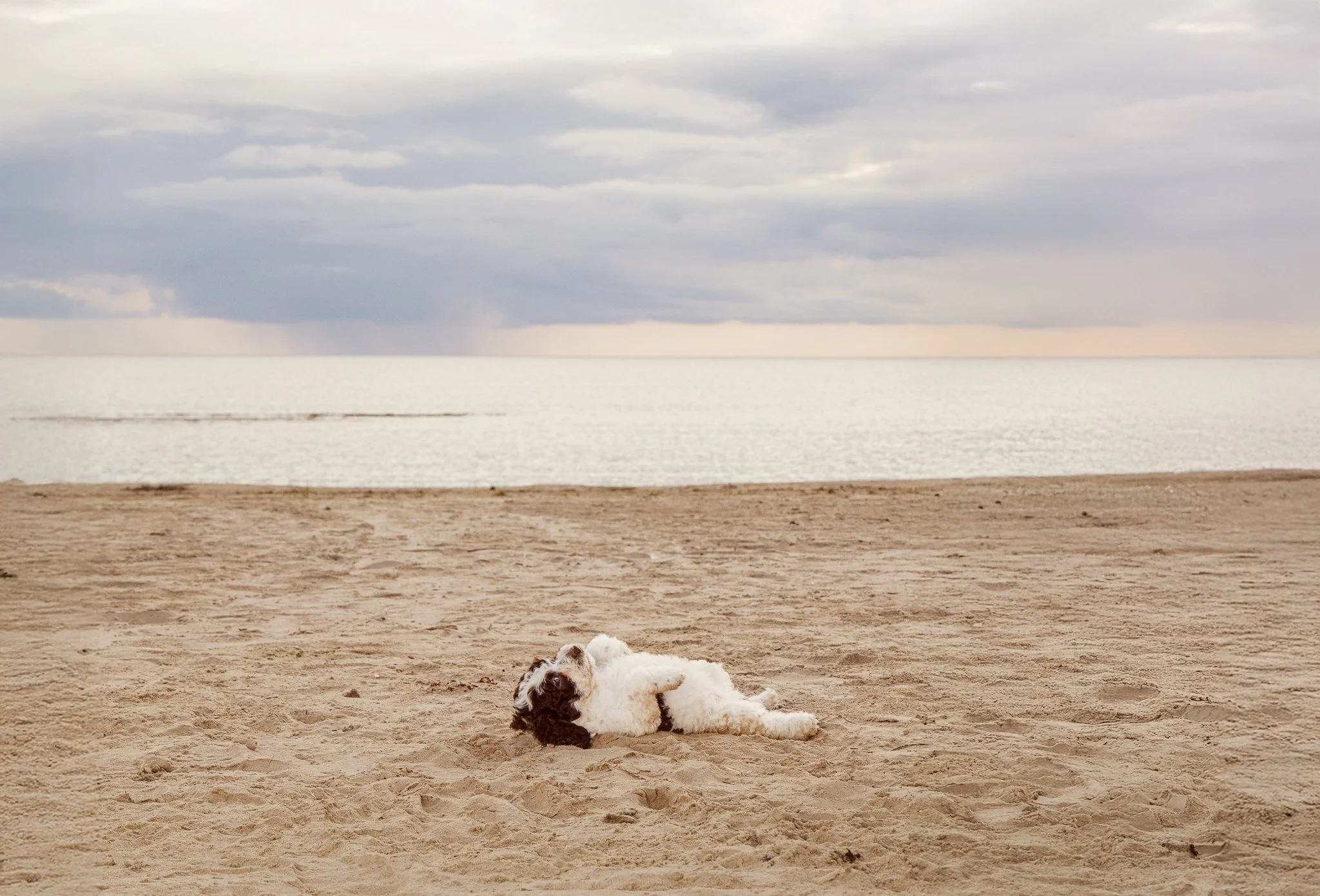 Perro-pentu- MR Photo-Marina Rotkus.jpg