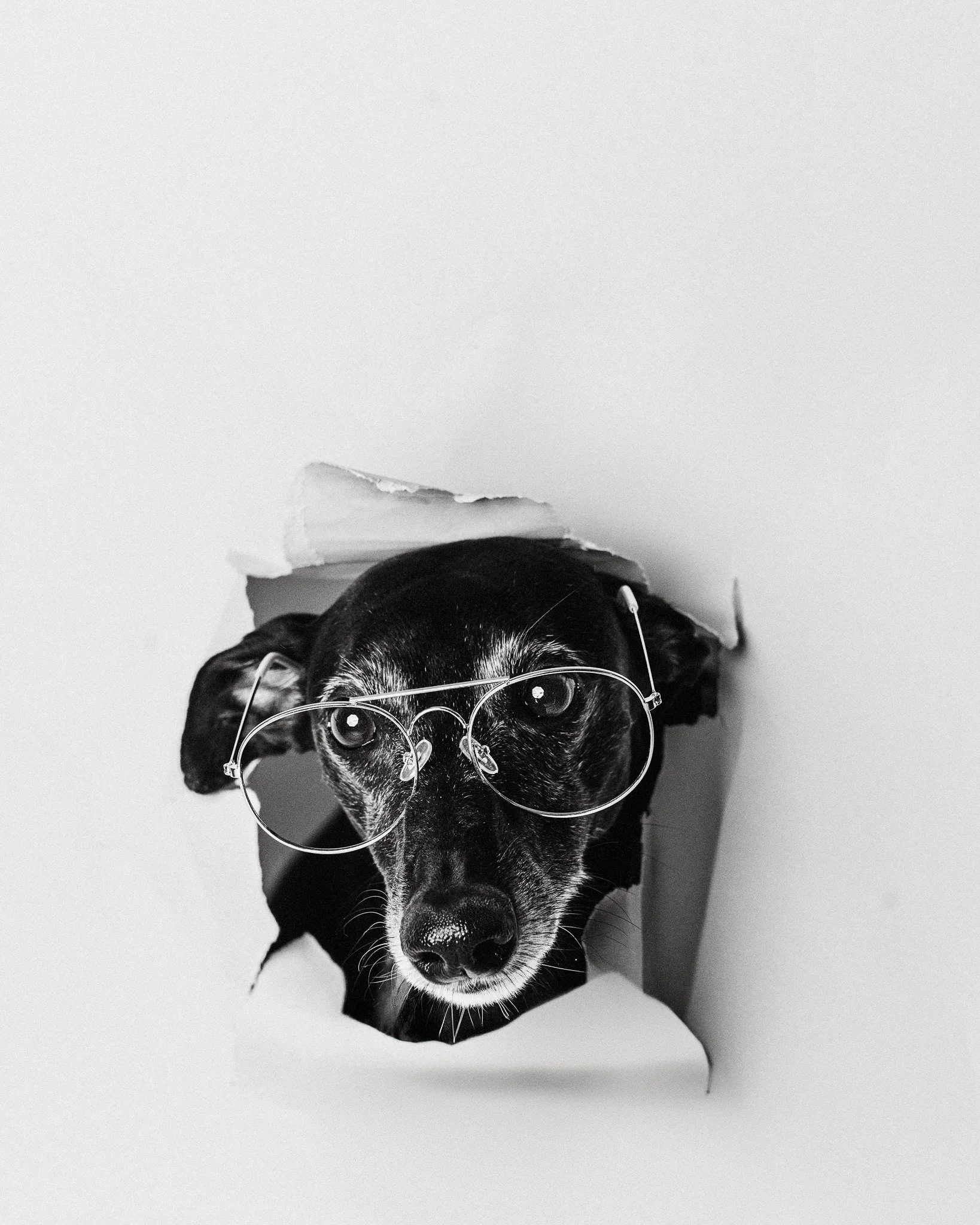 Kukkuu_whippet-13.jpg