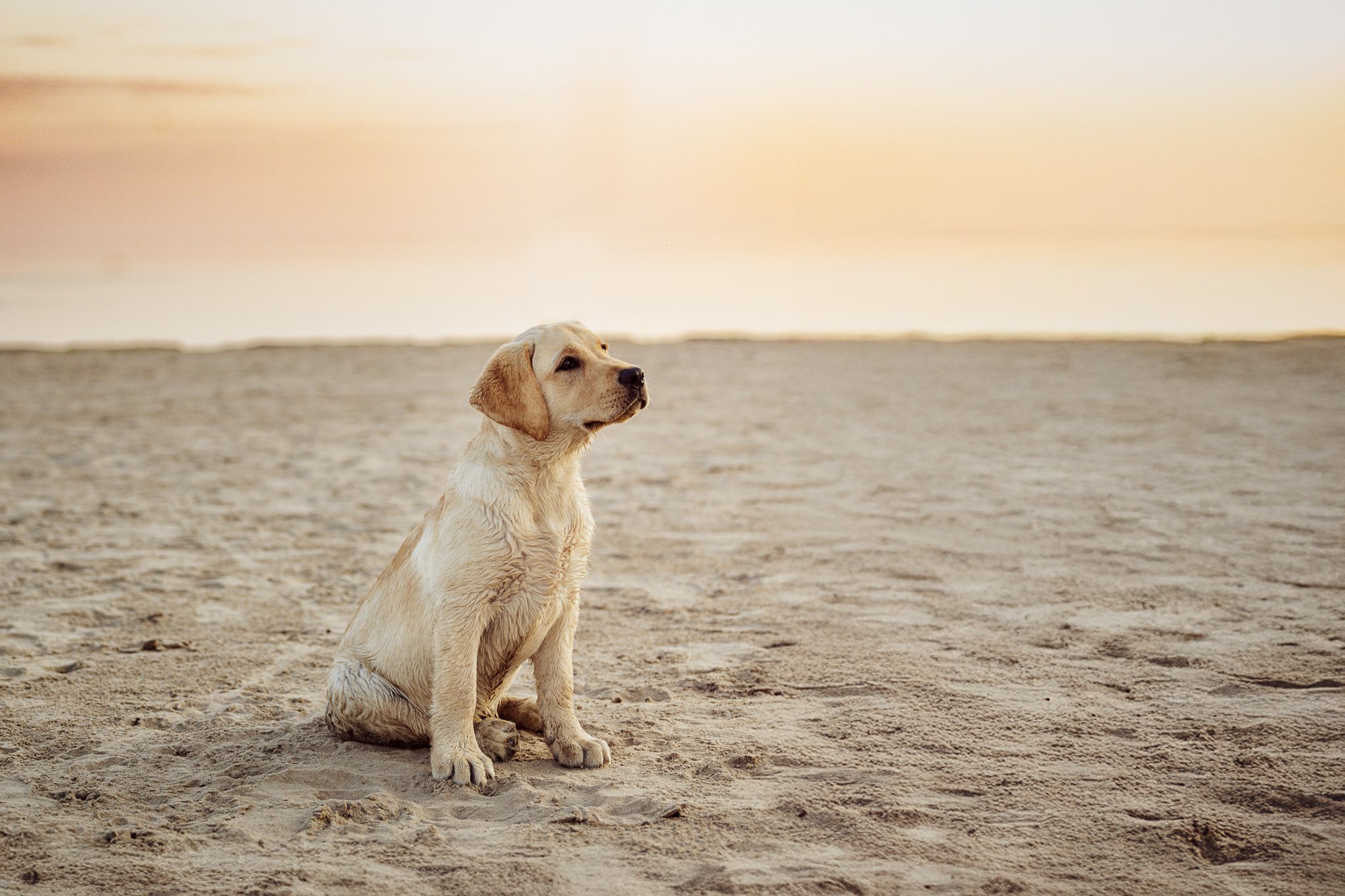 labradorinpentu Yyterin koirarannalla_MRPhoto.jpg