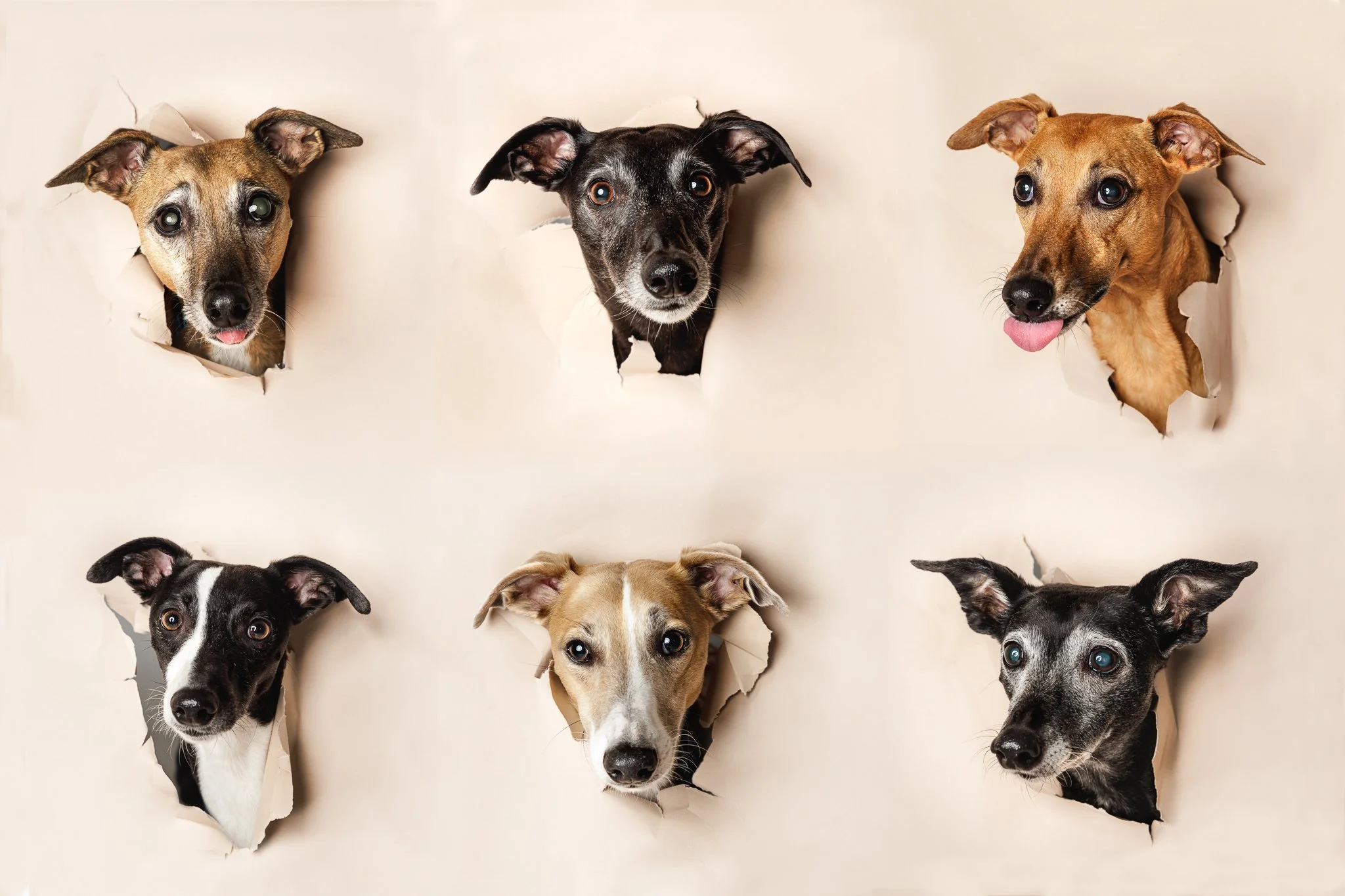Kukkuu_whippet-12.jpg