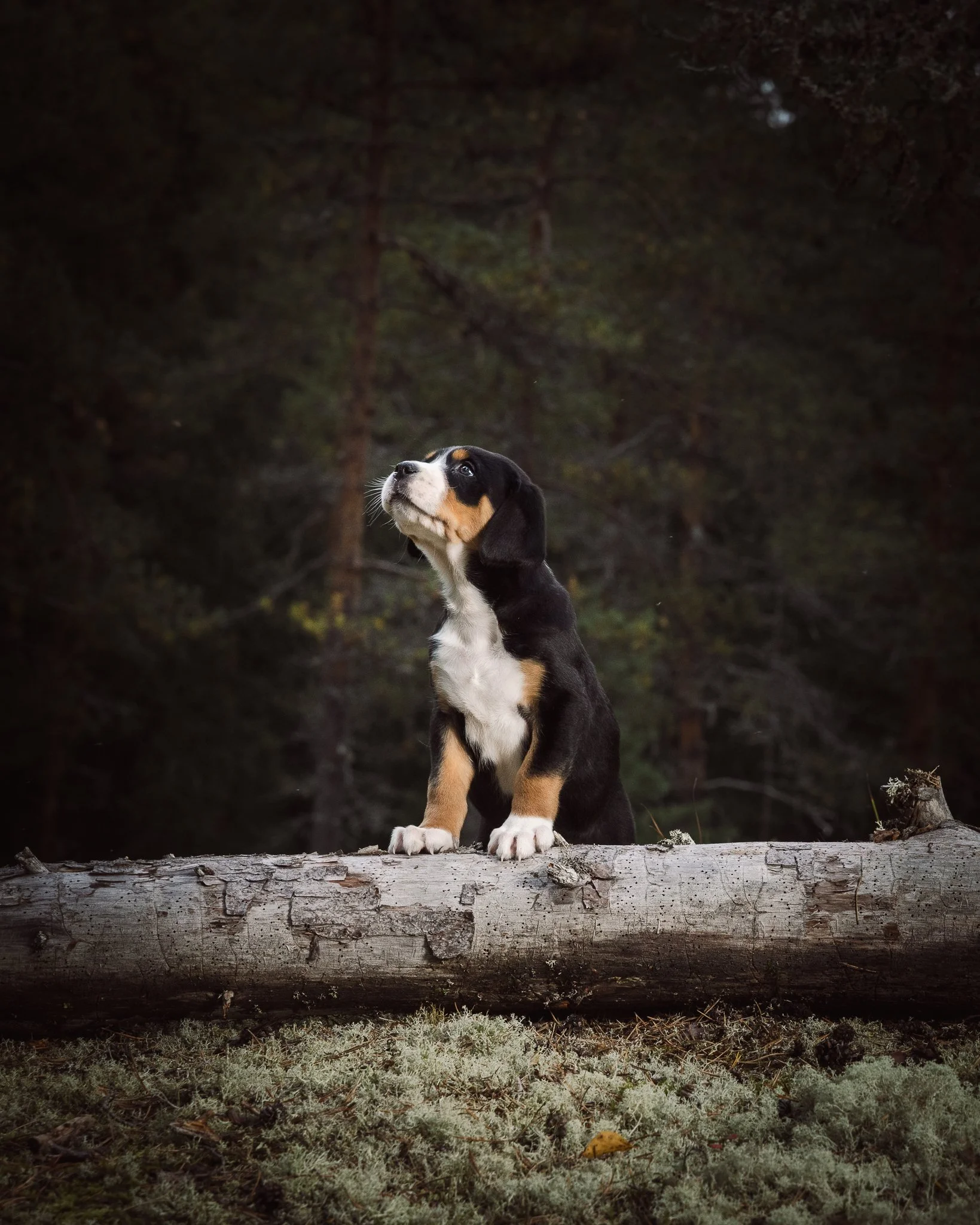 isosveitsinpaimenkoirapentu-mrphoto-valokuvaaja.jpg