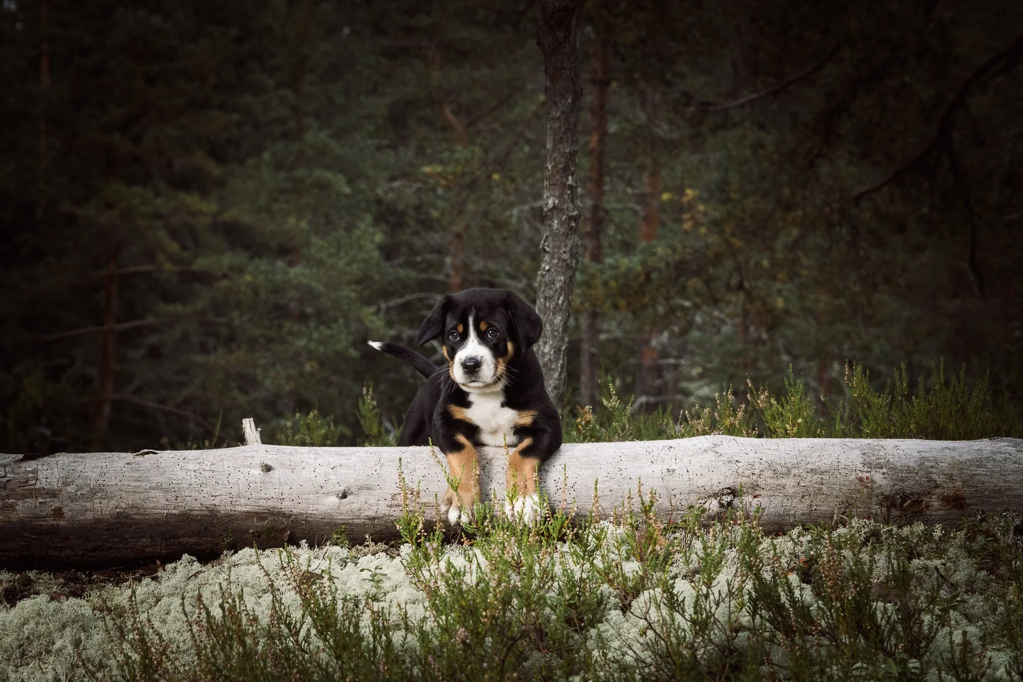 isosveitsinpaimenkoirapentu-mrphoto-valokuvaaja-3.jpg