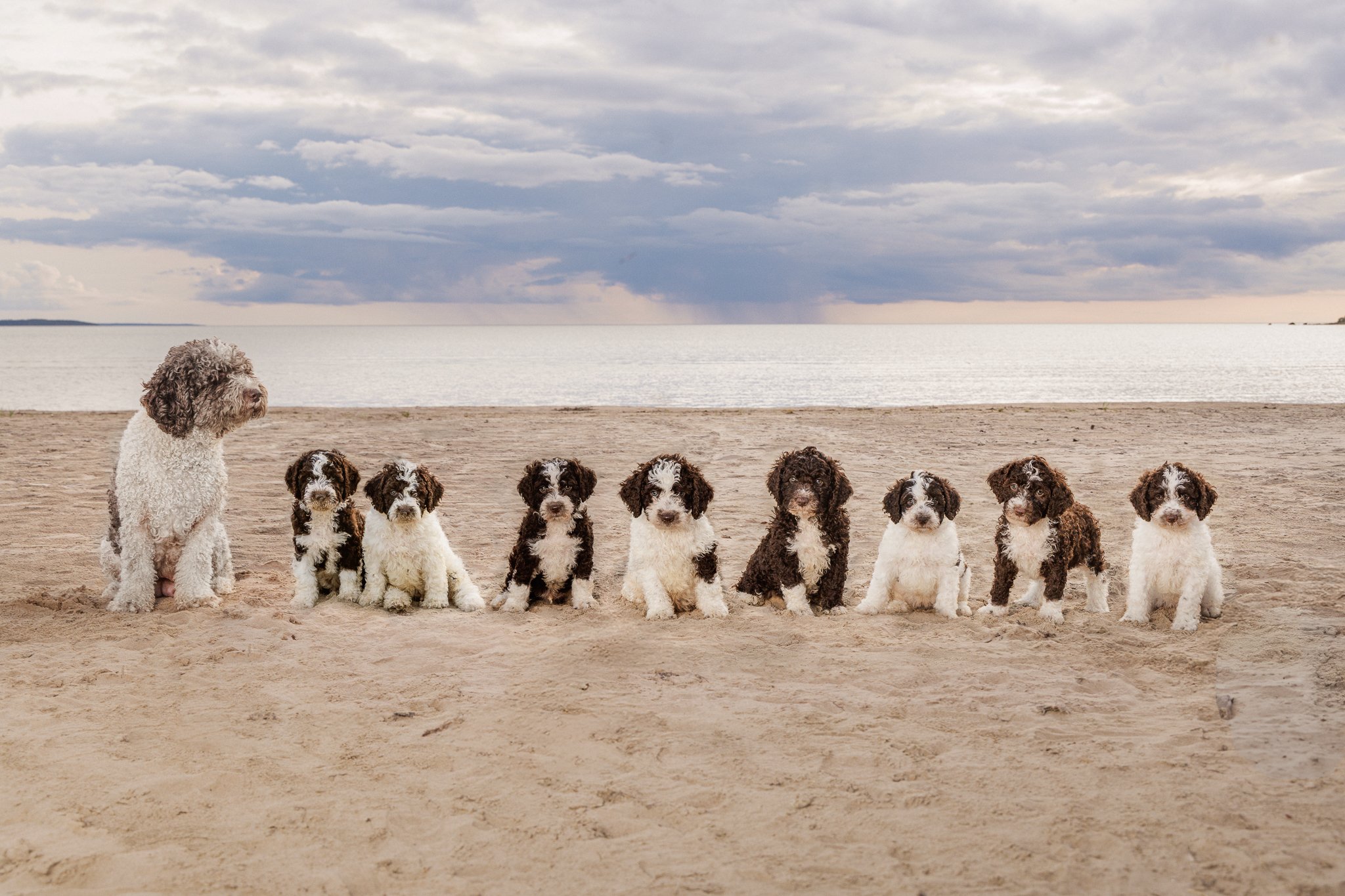 Perro-pentue Yyterissä-koirakuvaaja-Marina Rotkus.jpg