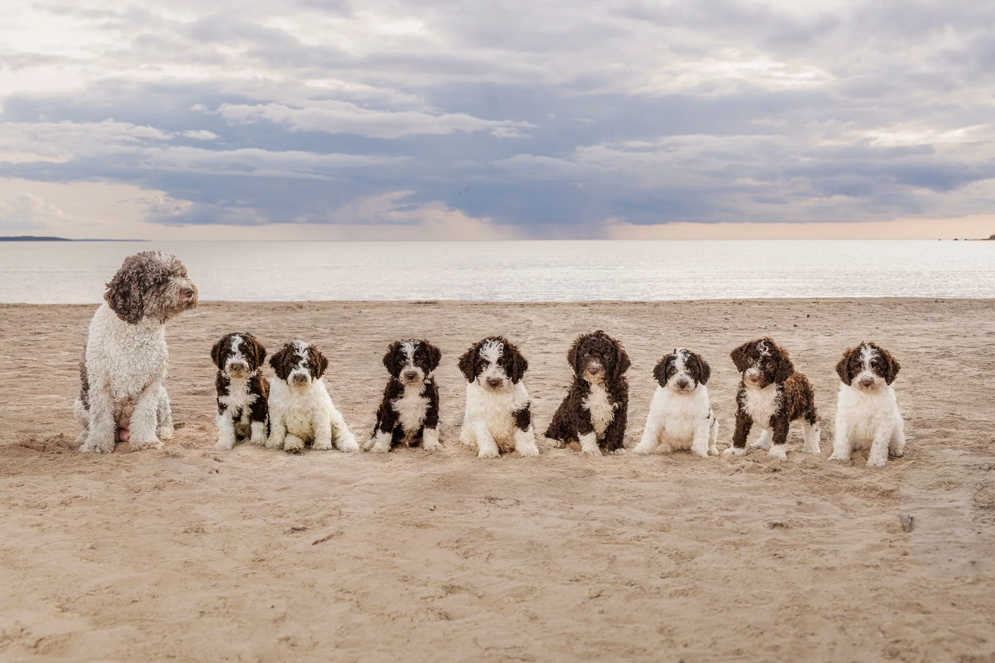Perro-pentue Yyterissä-koirakuvaaja-Marina Rotkus.jpg