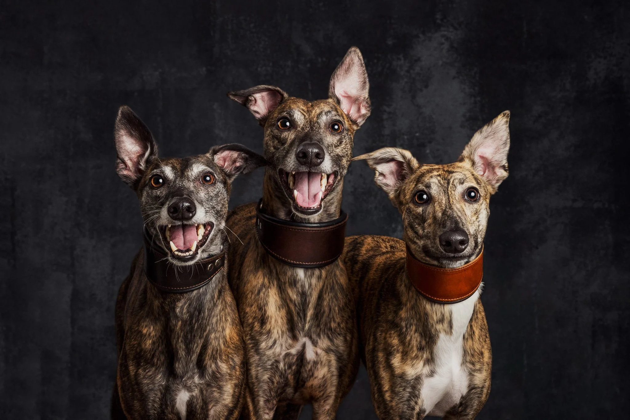 whippet-koirakuvaaja marina rotkus- tampere- pori-7.jpg