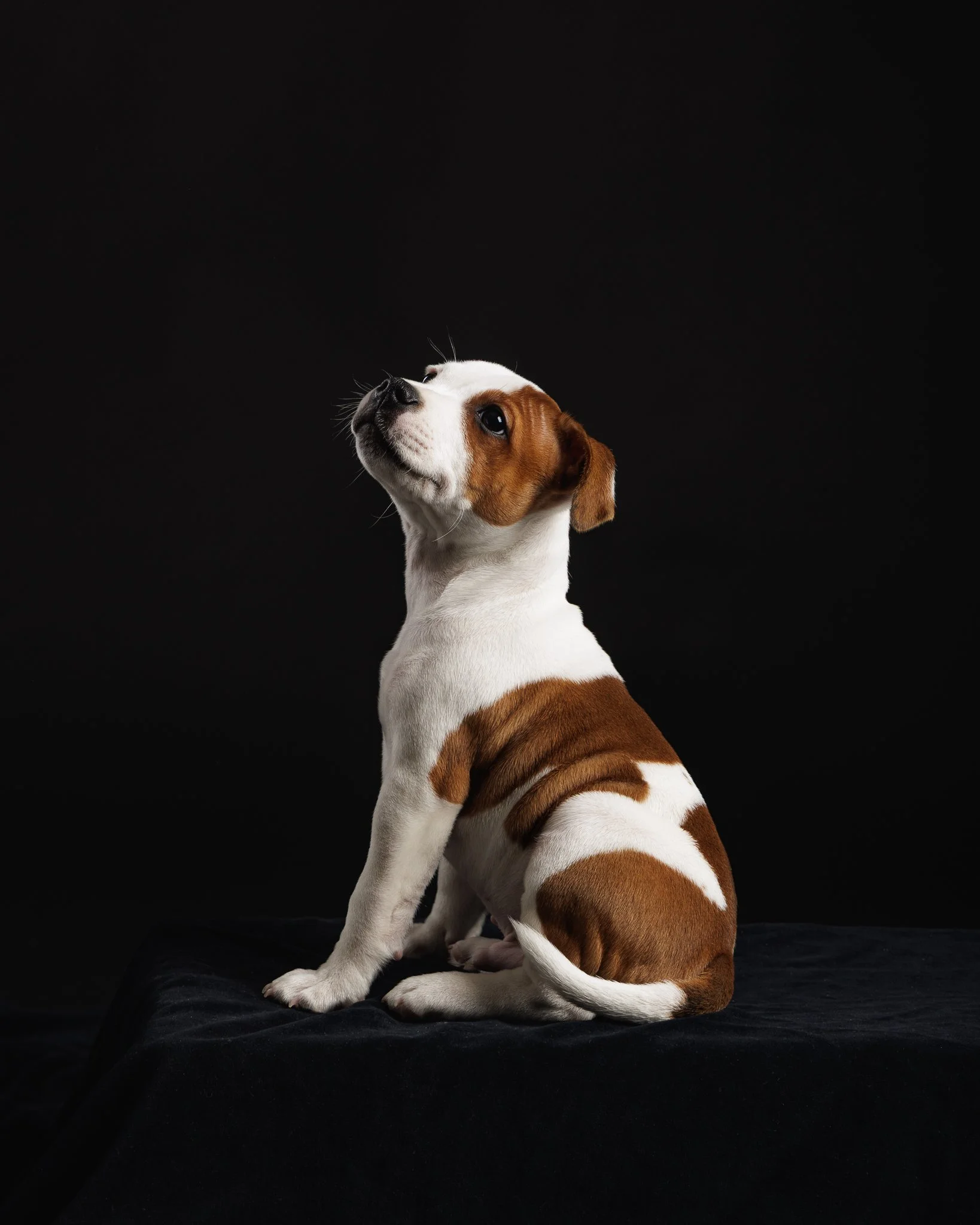 staffipentu -koirakuvaaja-pori-3.jpg