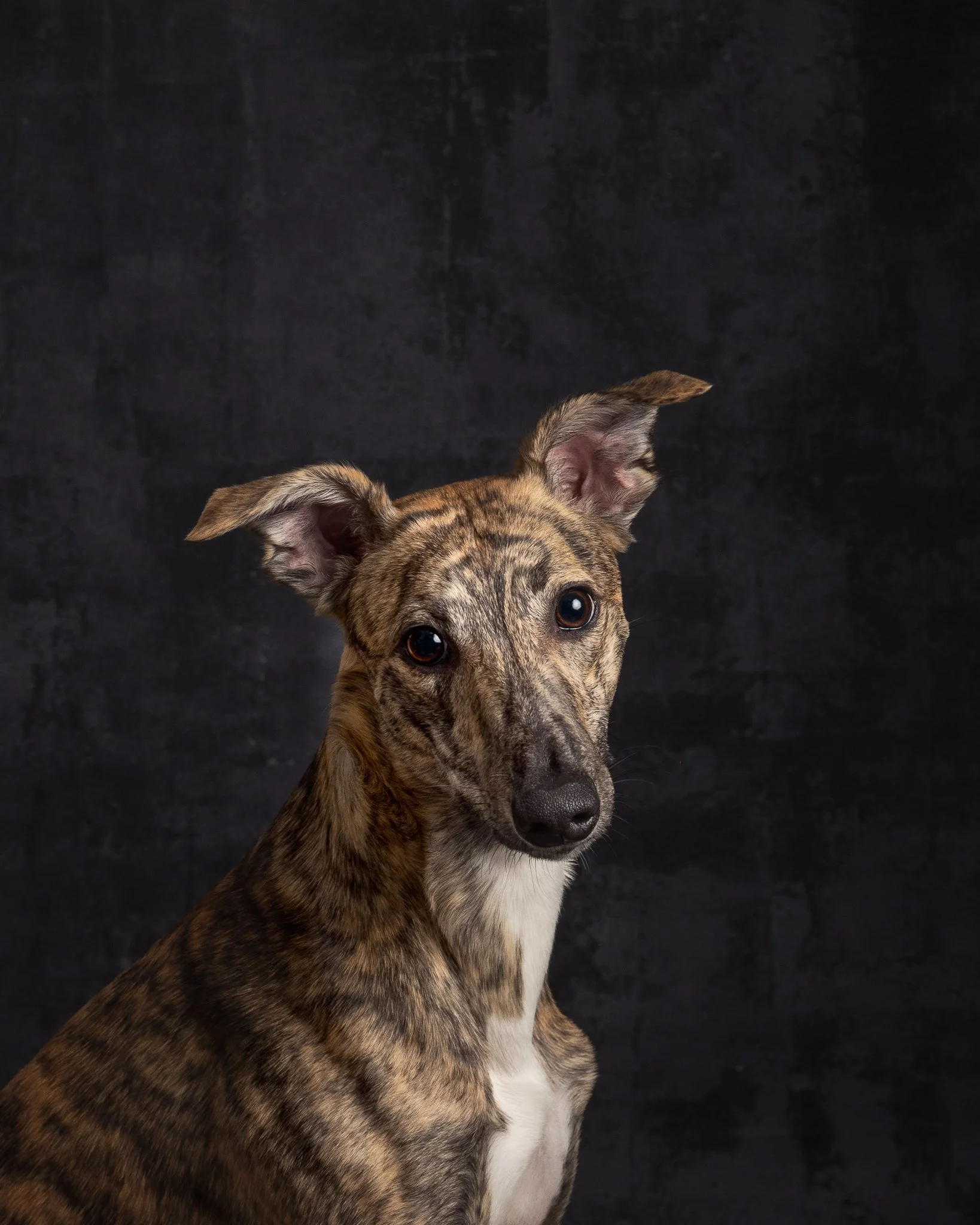 whippet-koirakuvaaja marina rotkus- tampere- pori-2.jpg
