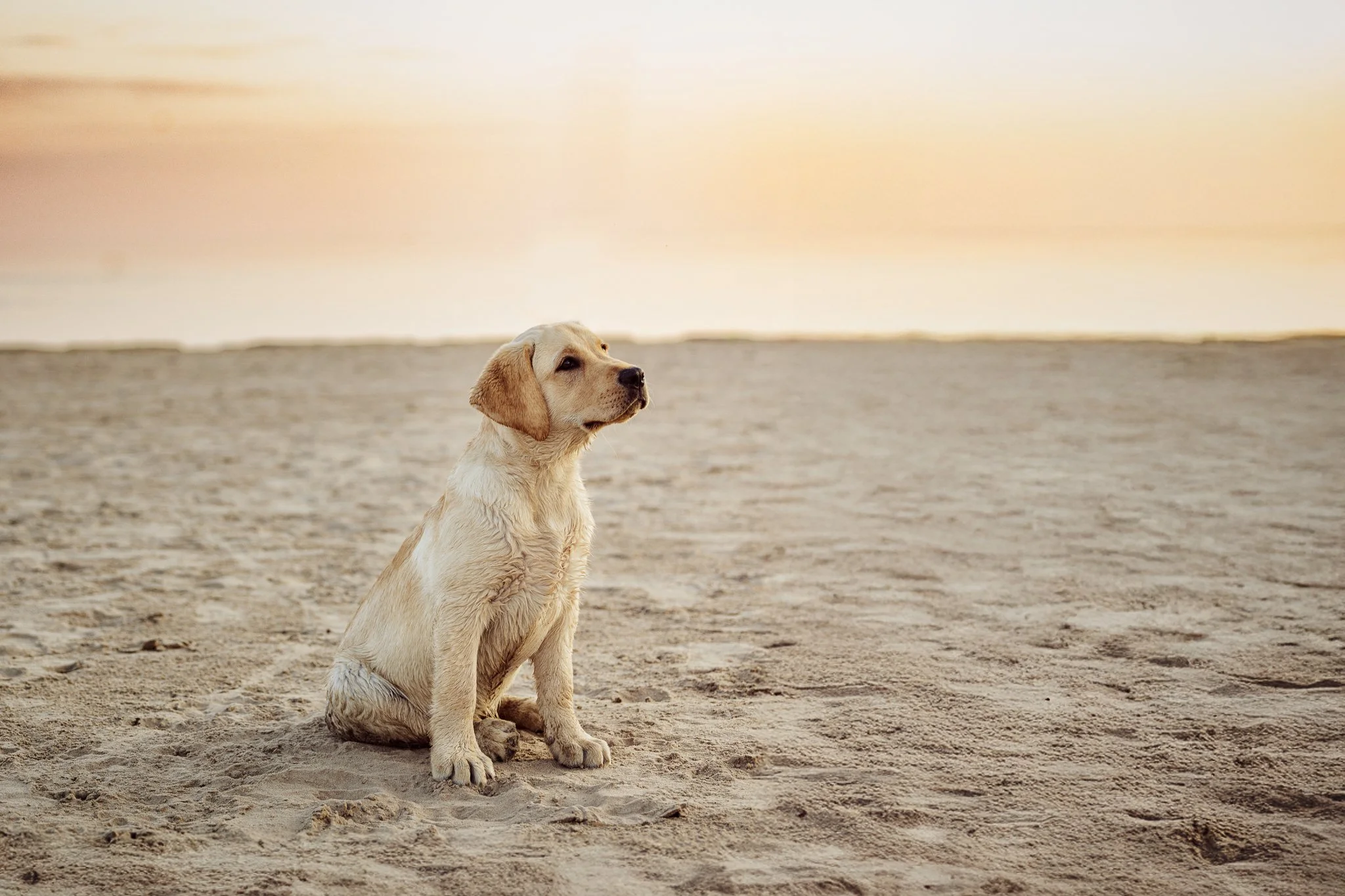 labradorinpentu Yyterin koirarannalla_MRPhoto.jpg