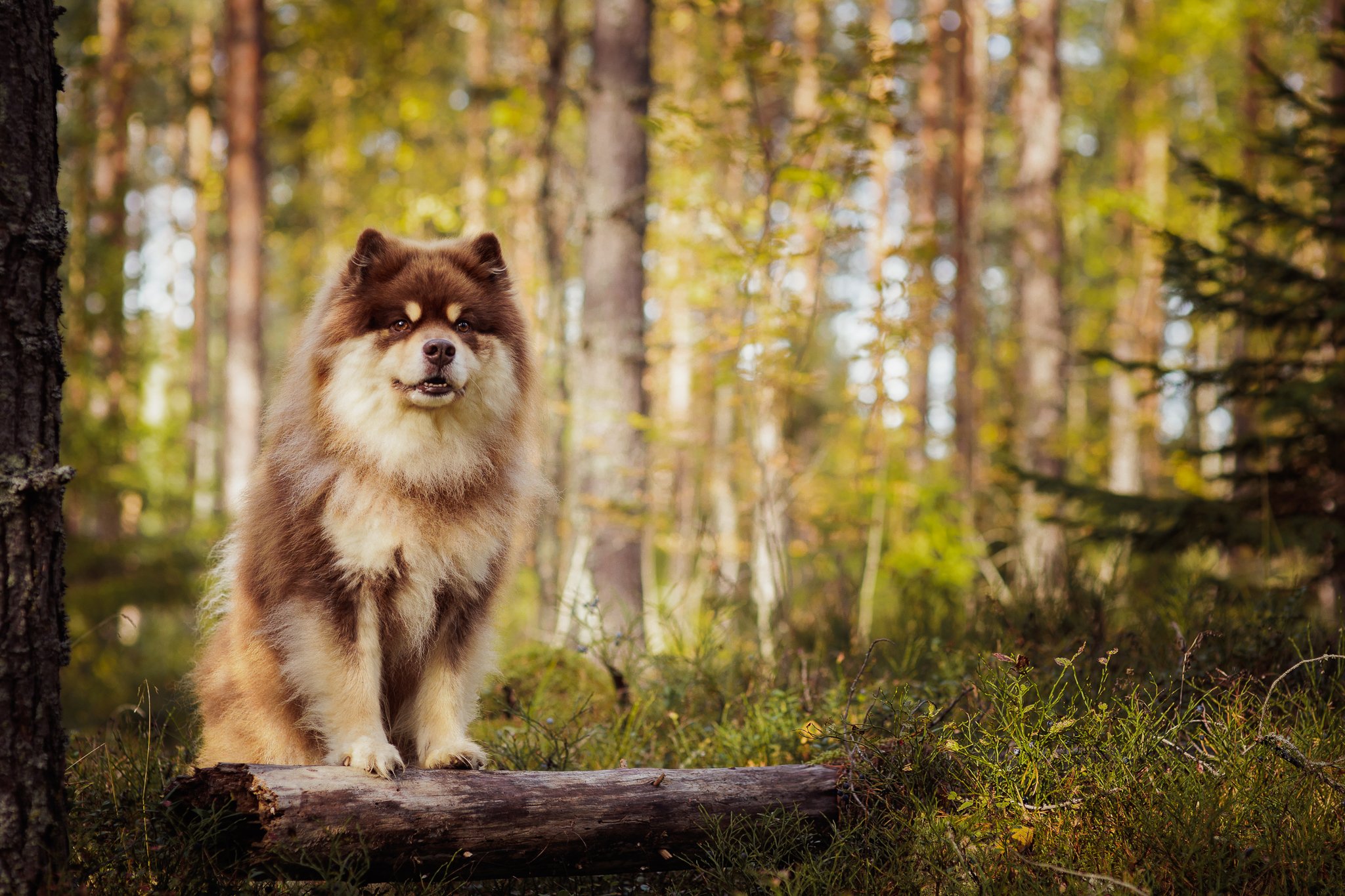 Suomen lapinkoira- koirakuvaaja-2.jpg