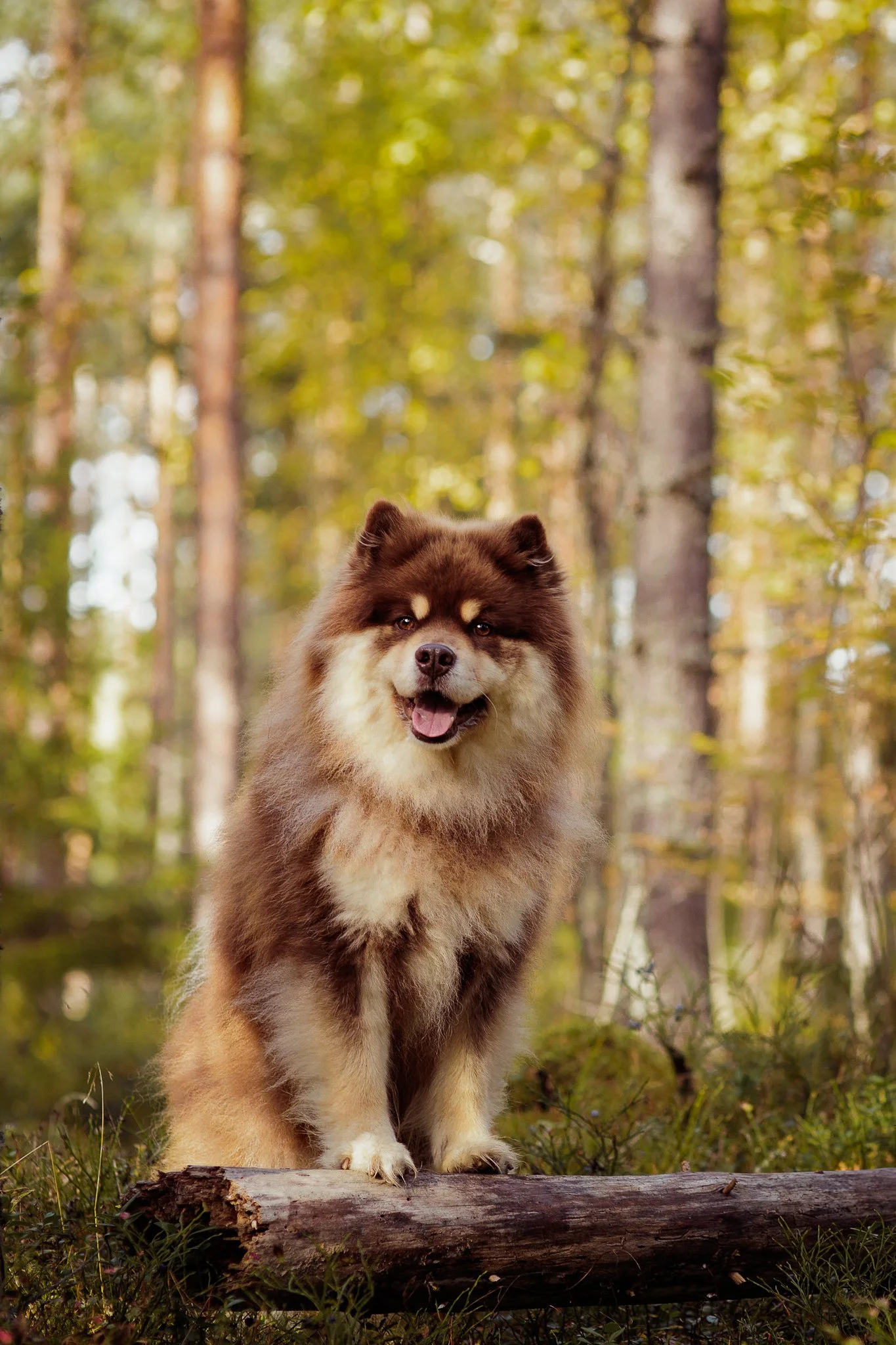 Suomen lapinkoira- koirakuvaaja.jpg