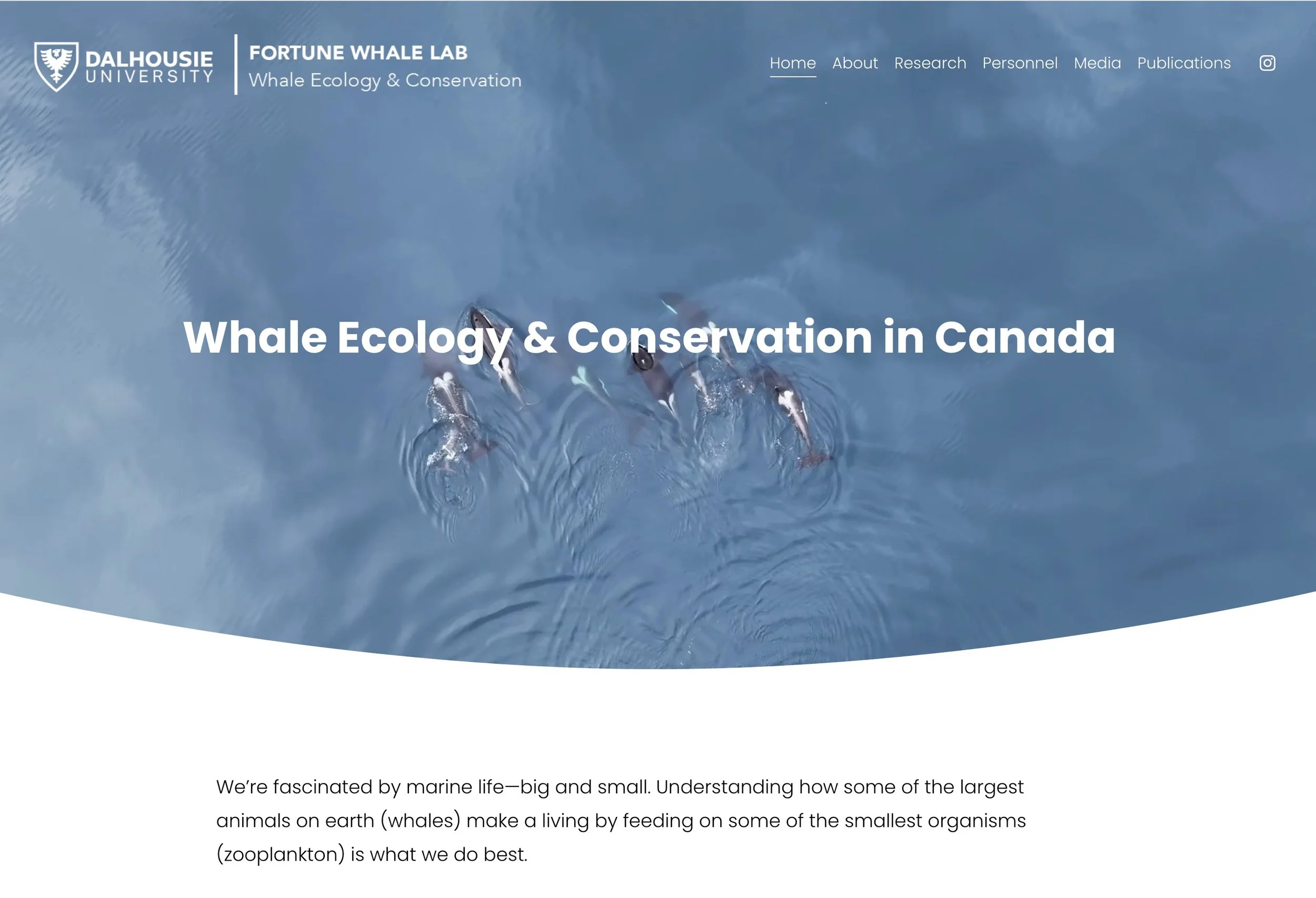 Fortune Whale Lab