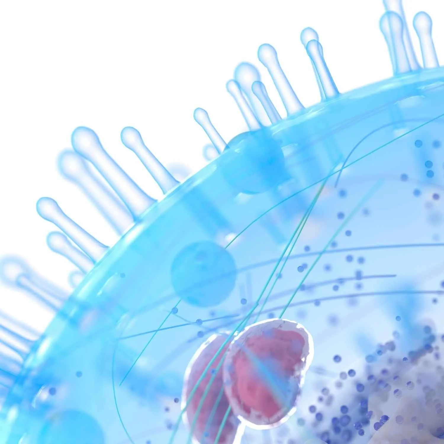 Mitochondrien: Die unsichtbaren Powerzentren deiner Vitalität