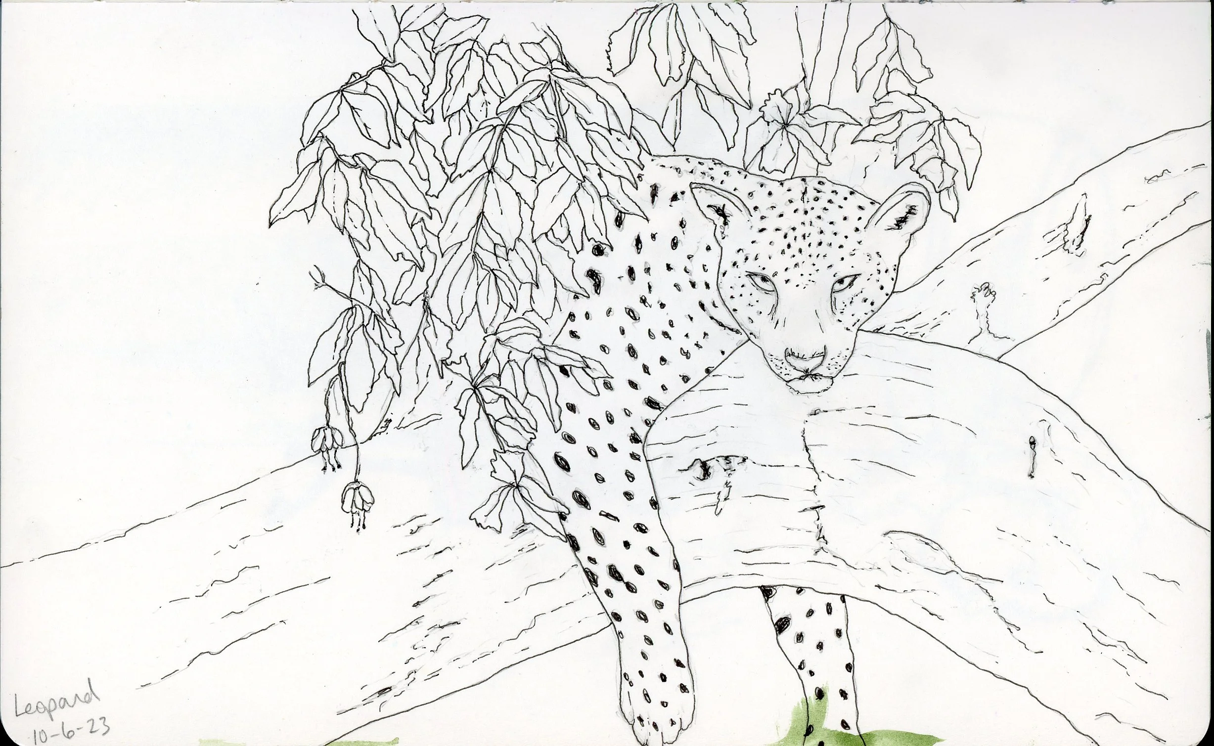 Leopard sketch.jpg