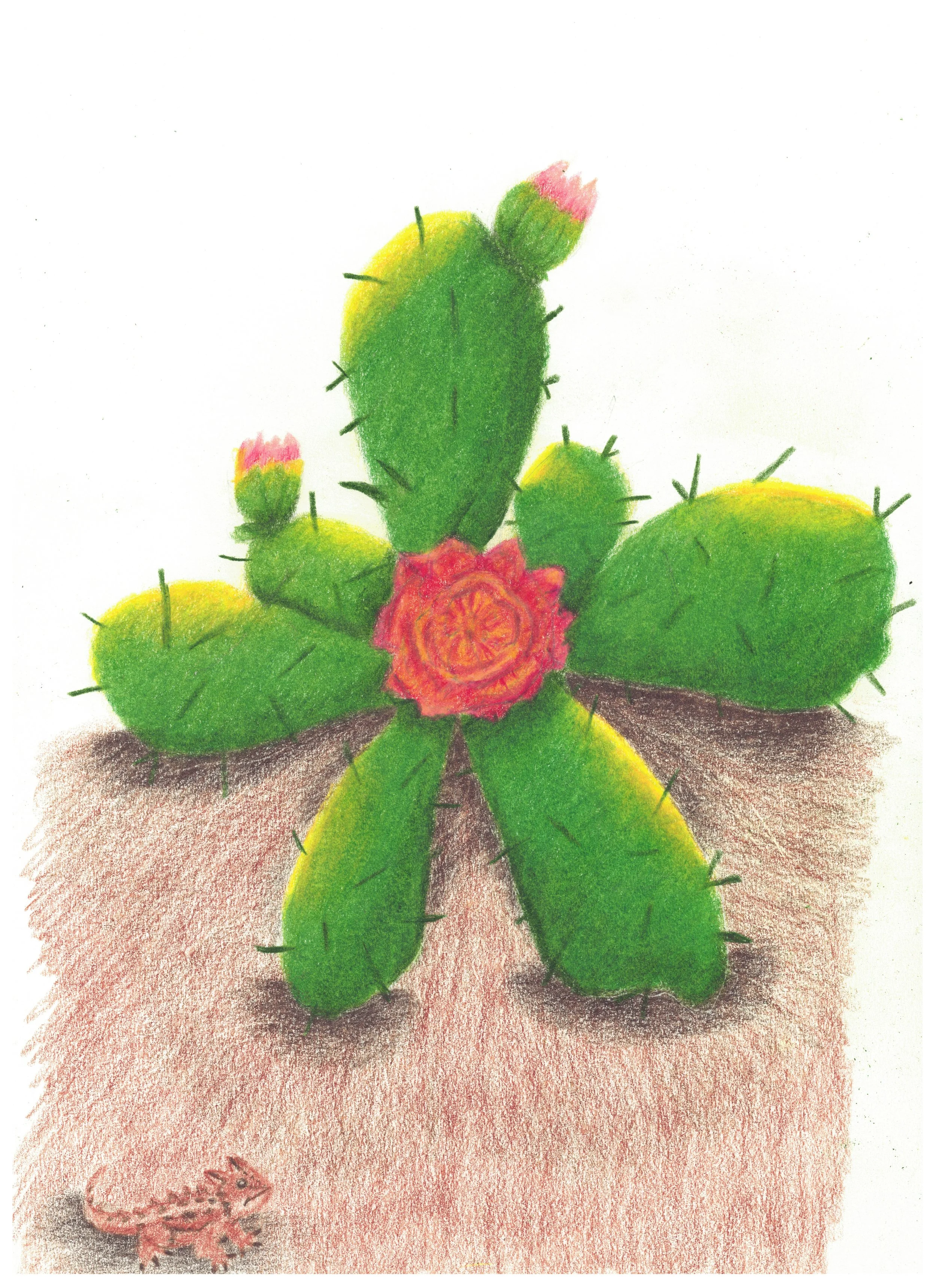 Colored Pencil