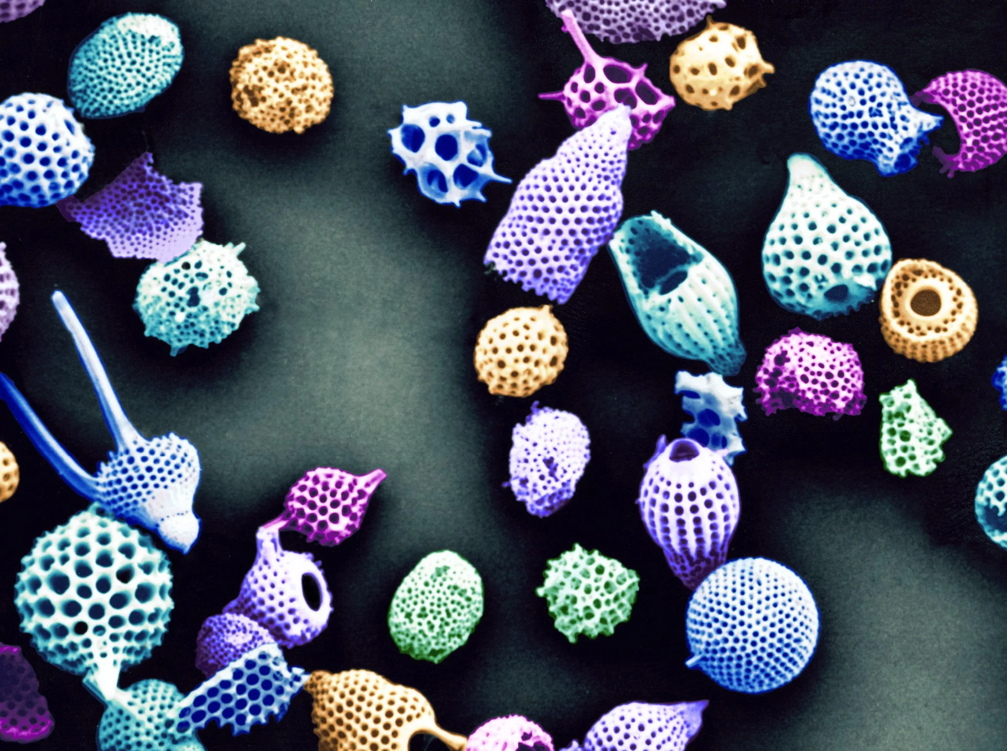 Radiolaria colorized