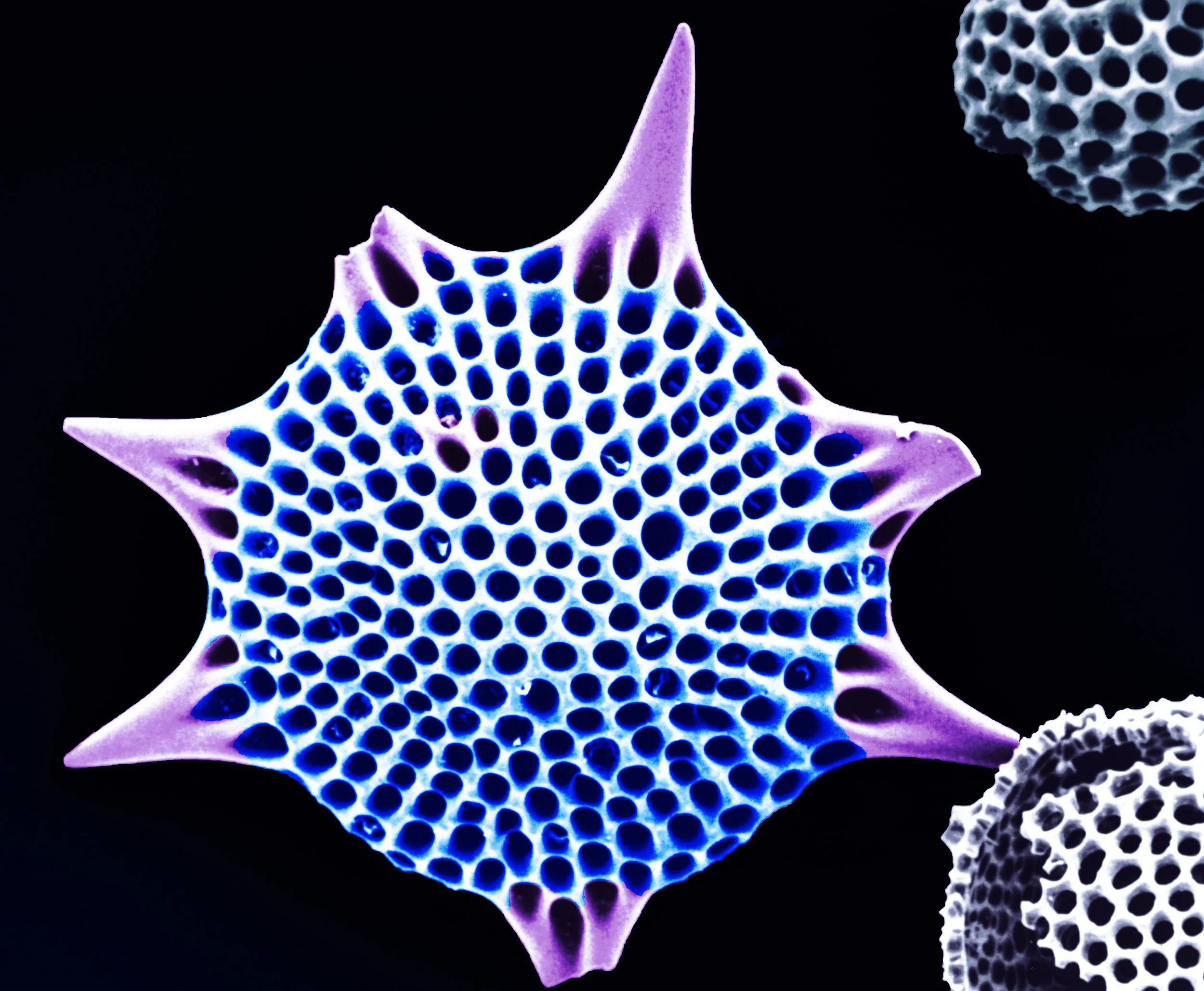 SEM Microscopy Art