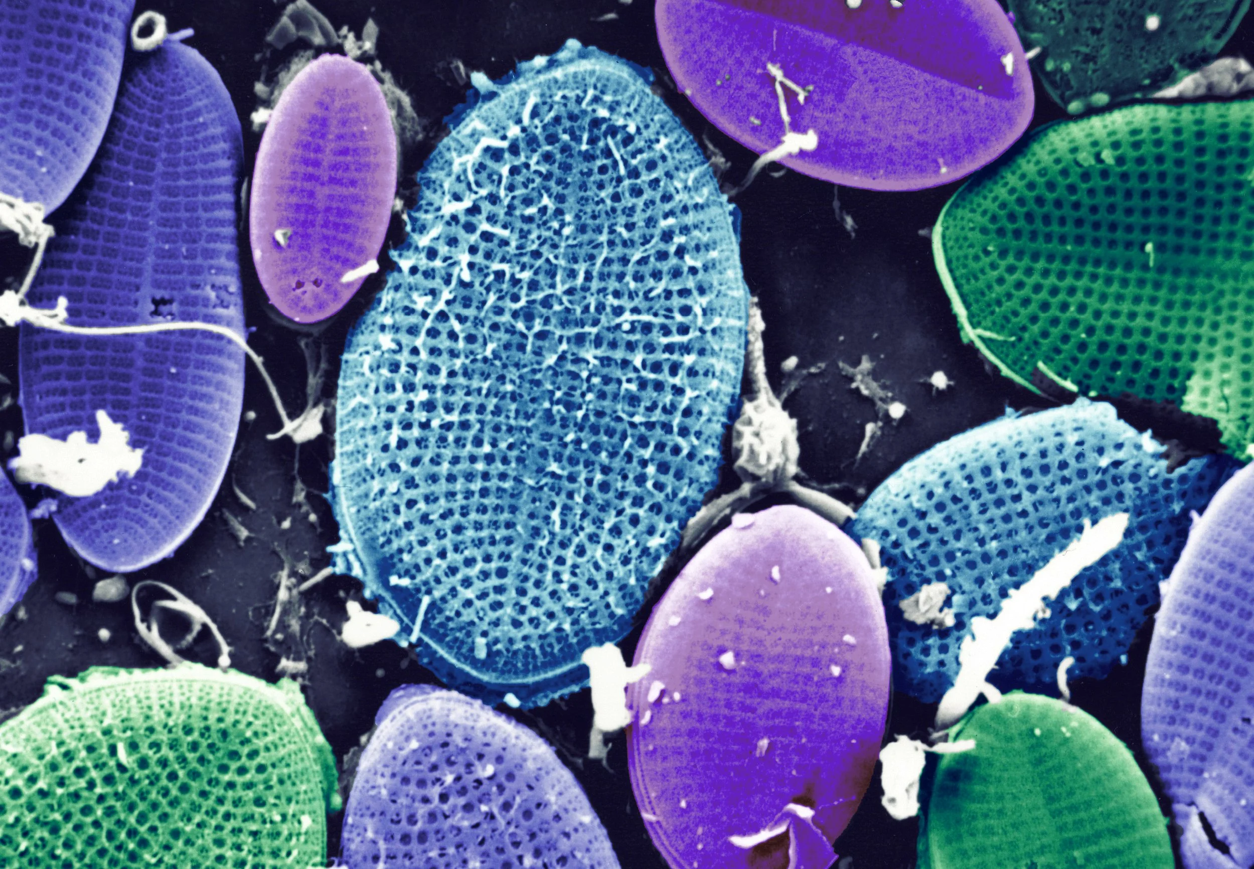 SEM Microscopy Art