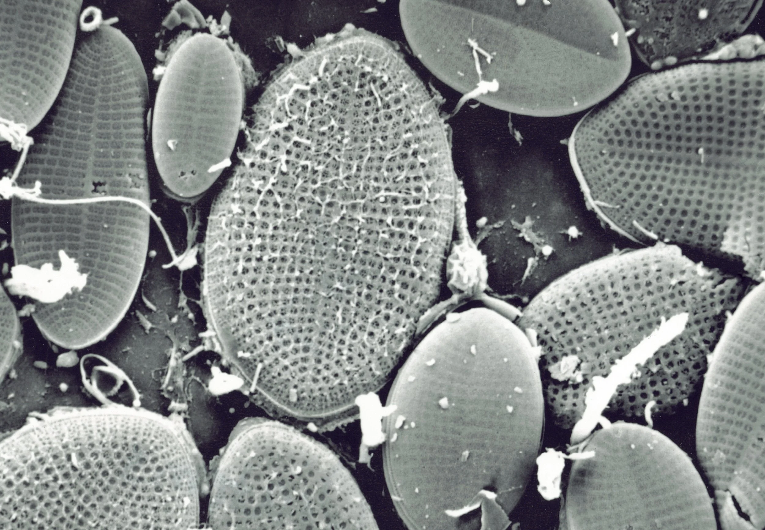 Diatoms grayscale