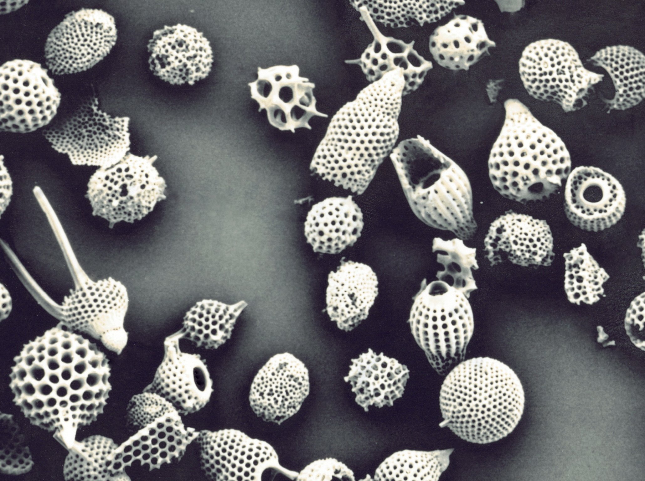 Group of Radiolaria