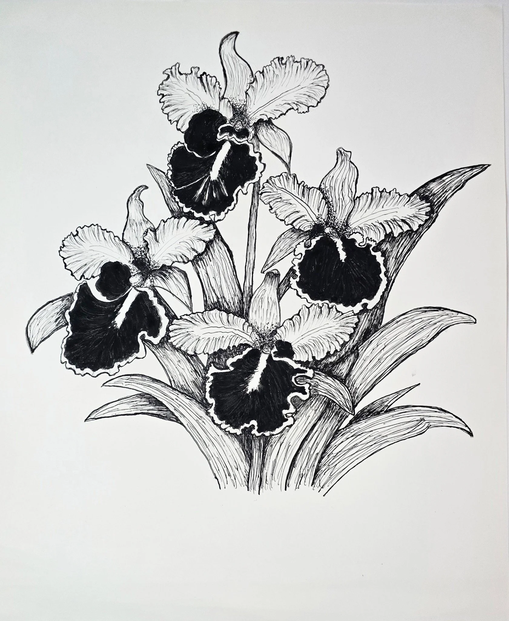 Black ink drawing of four orchids with leaves