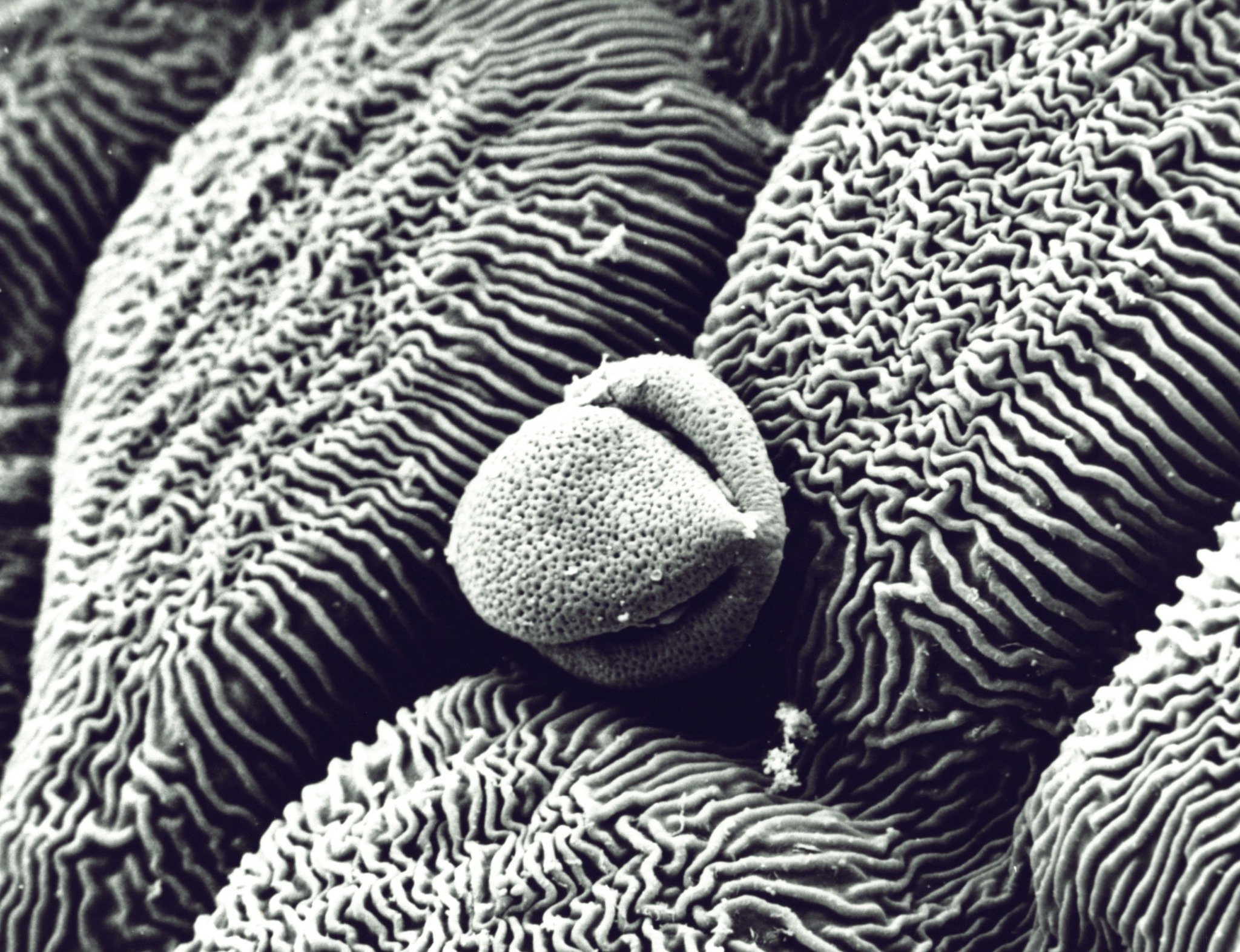 Peony pollen and stamen grayscale