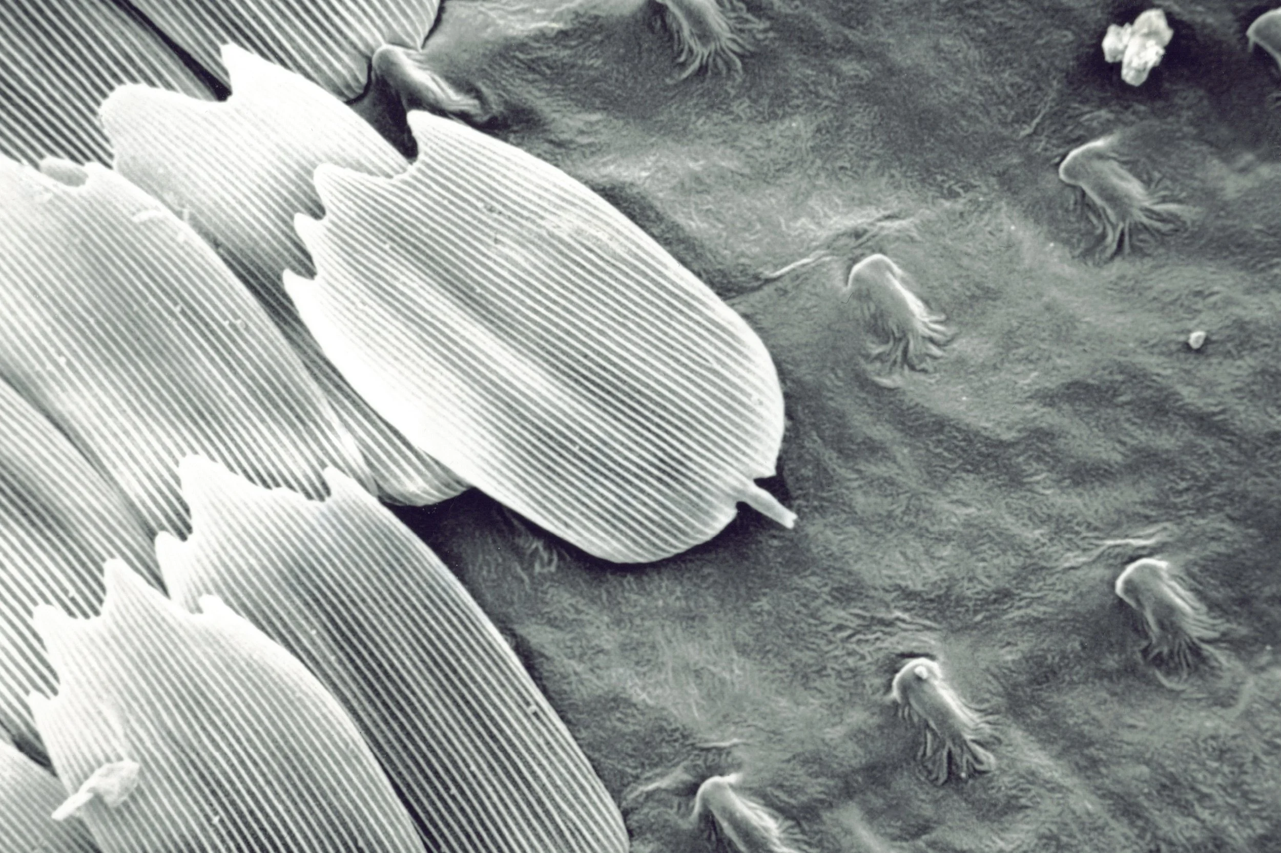 Butterfly wing