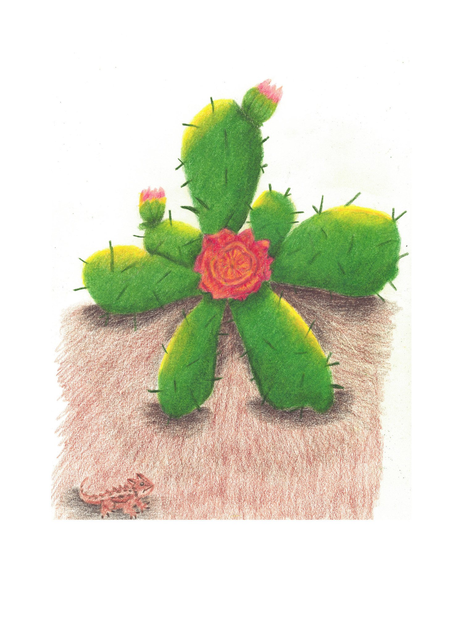 Cactus Star and Friend colored pencil drawing by Kimberly Callahan - Calbria Studio