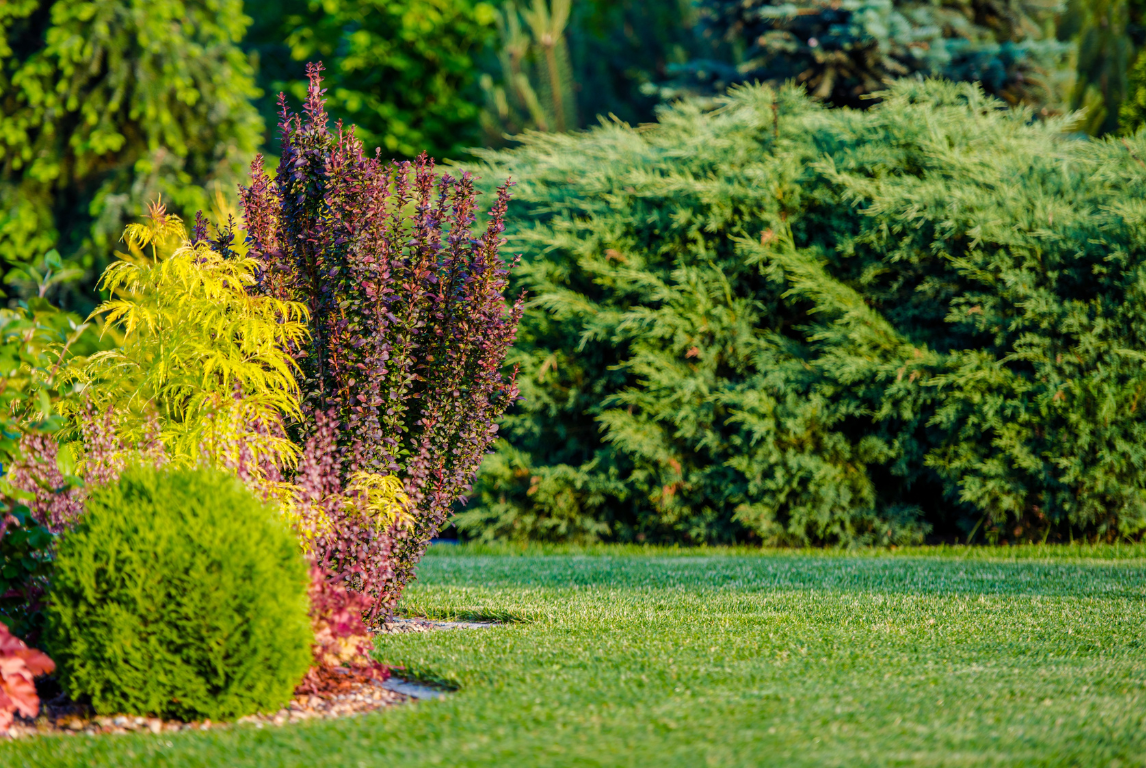 Lush Landscapes