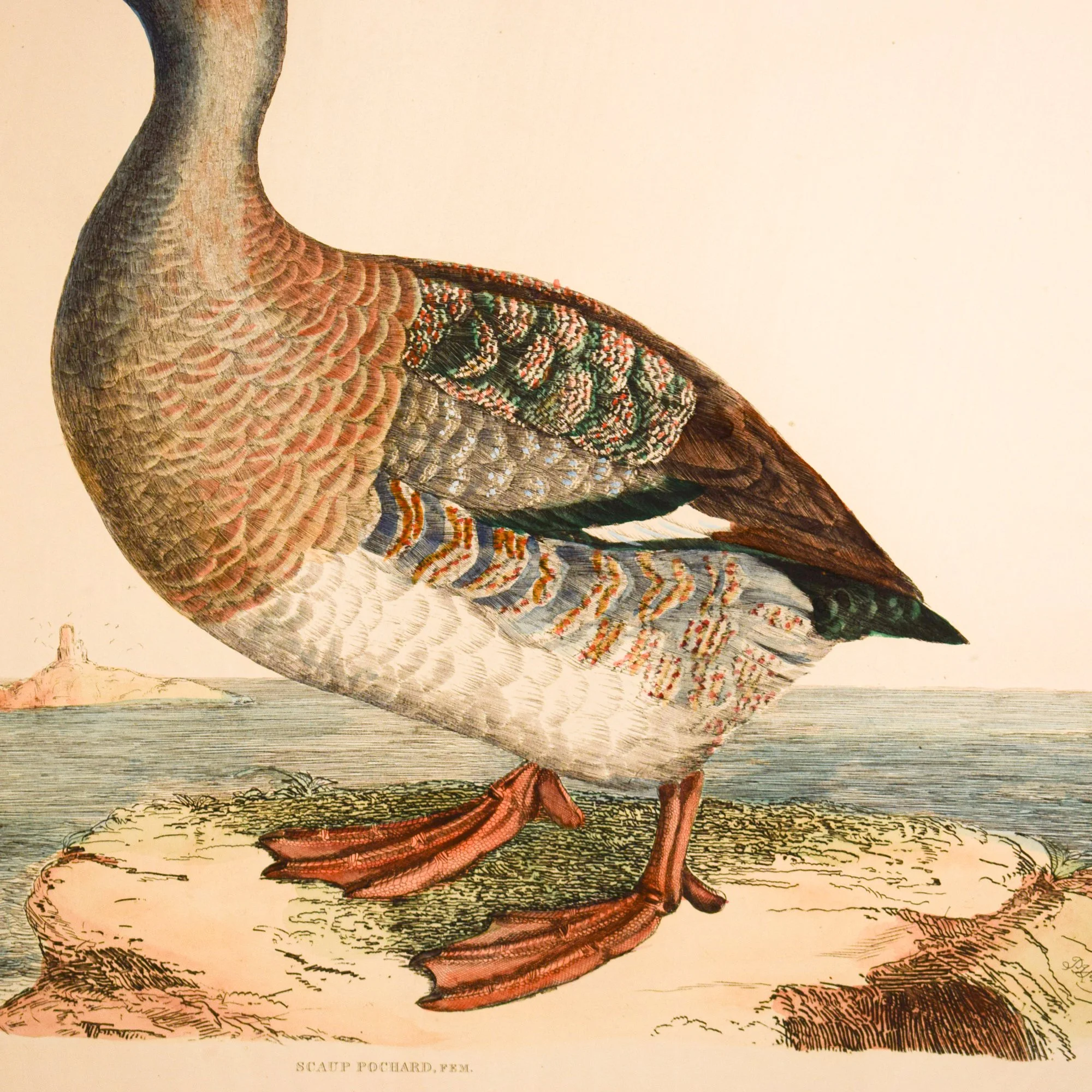 Gravure canard 4.jpg