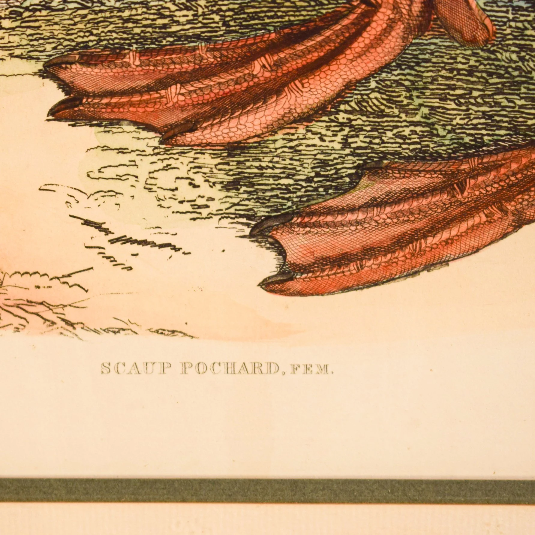 Gravure canard 5.jpg