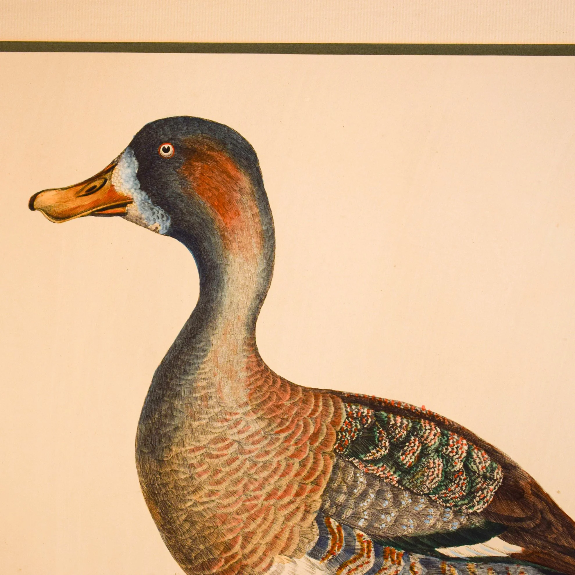 Gravure canard 3.jpg
