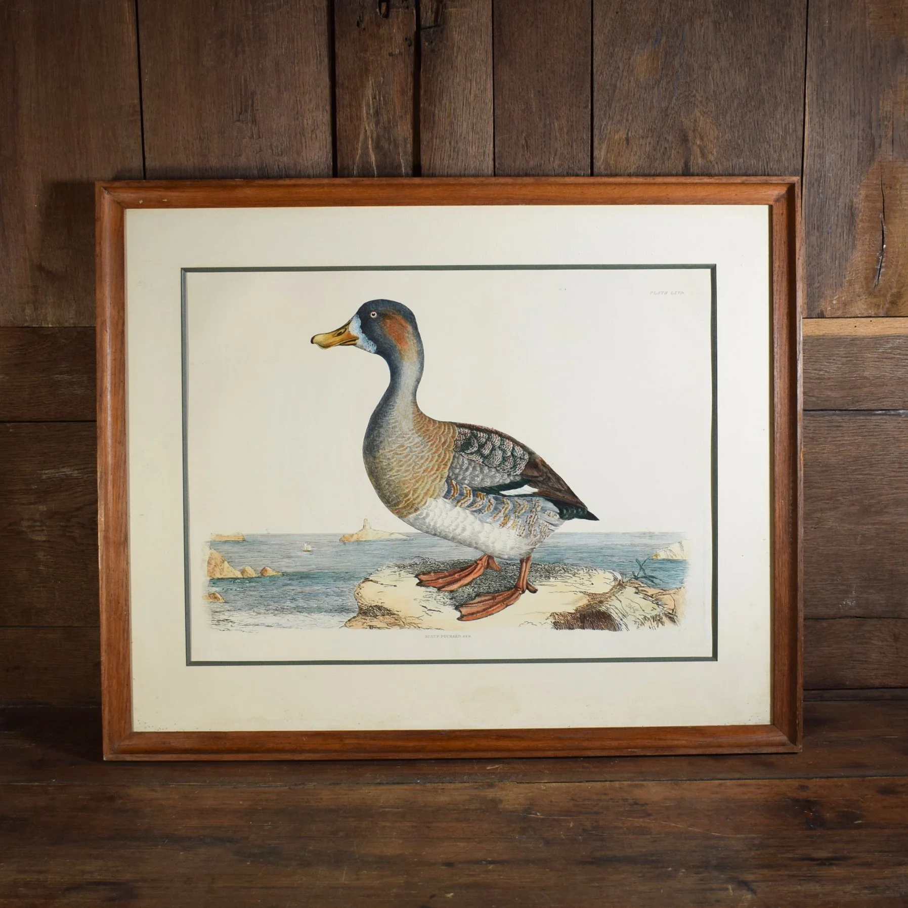 Gravure canard 1.jpg