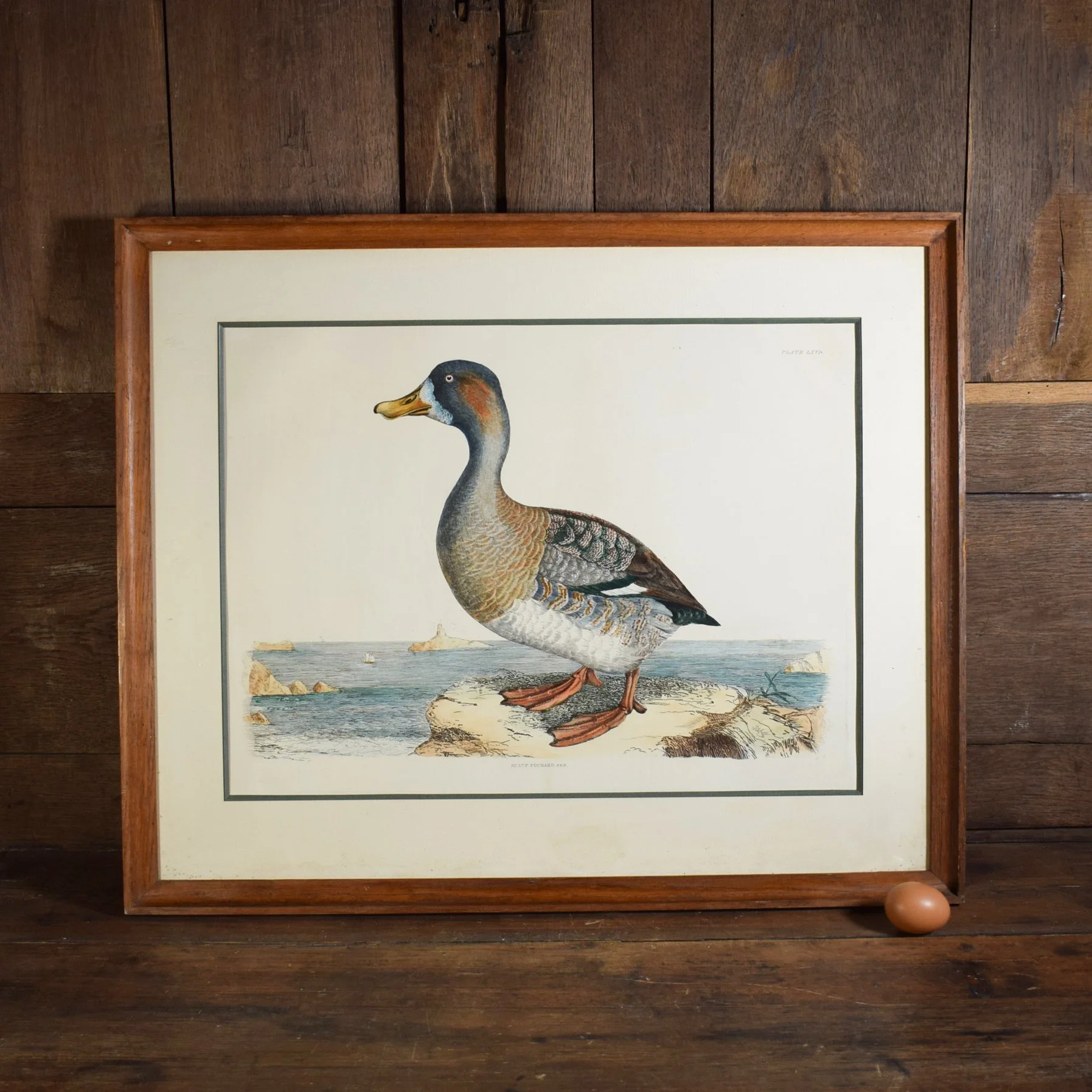 Gravure canard 2.jpg