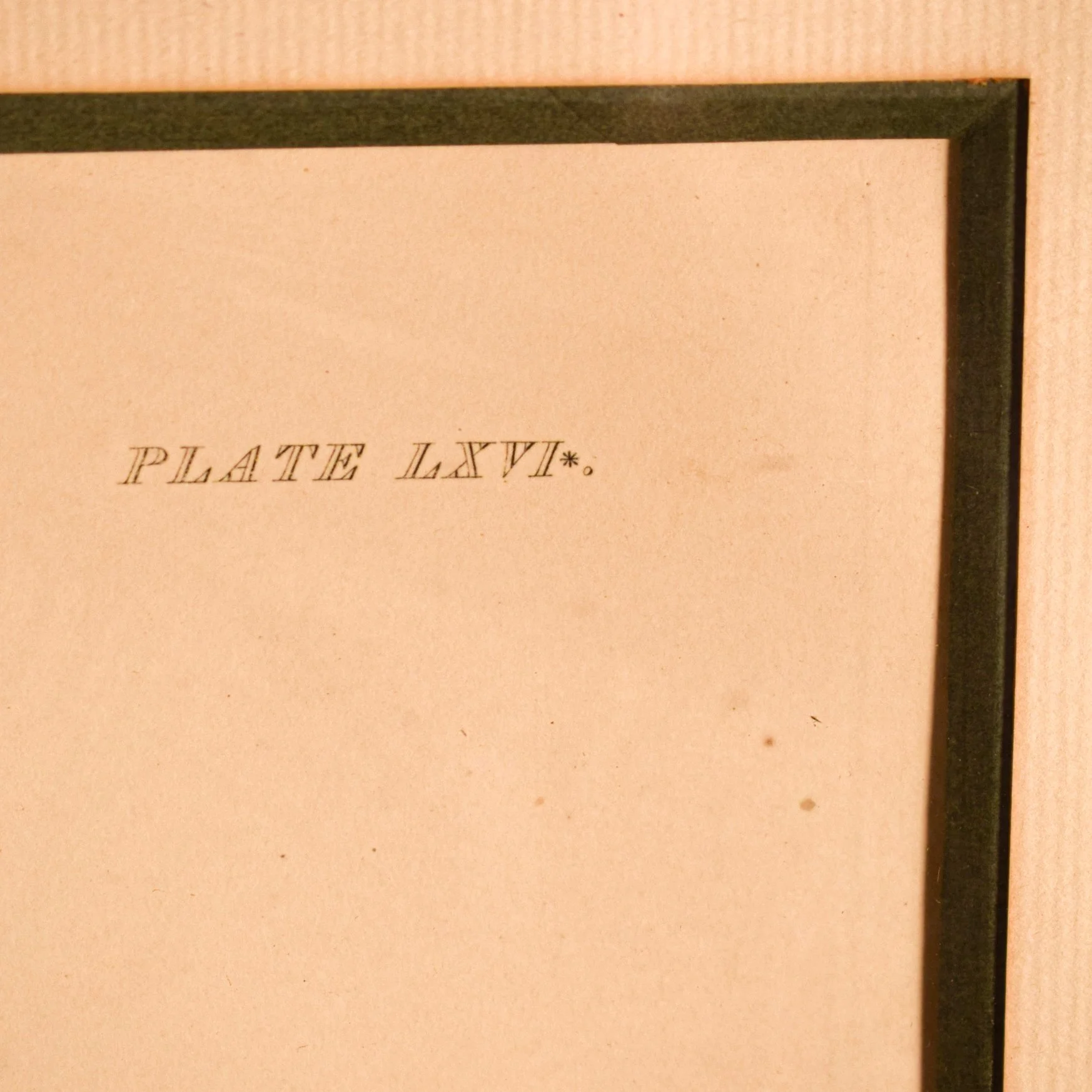 Gravure canard 6.jpg