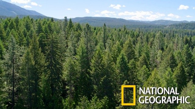 NatGeo-Forest.jpg