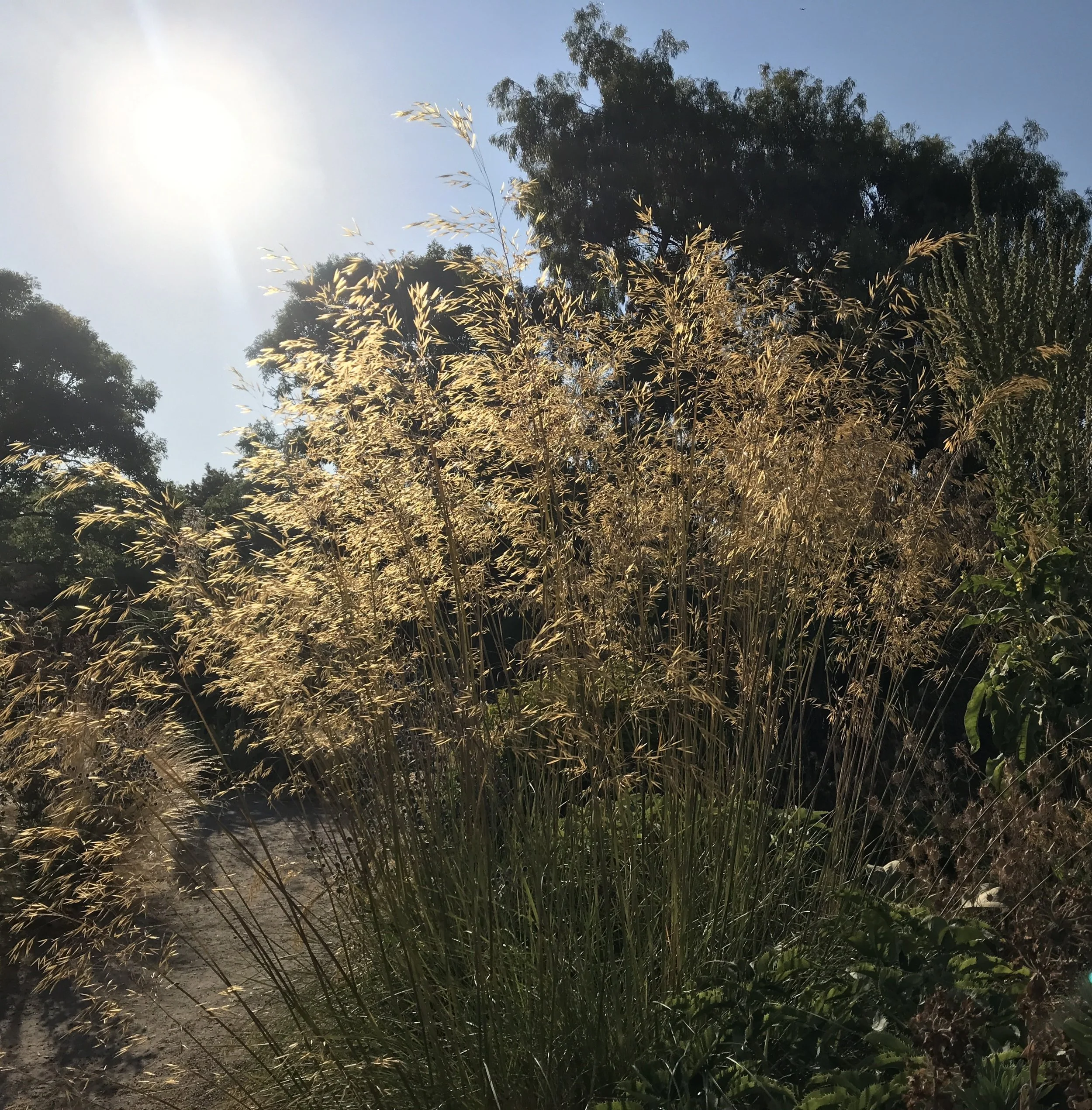 Stipa gigantea