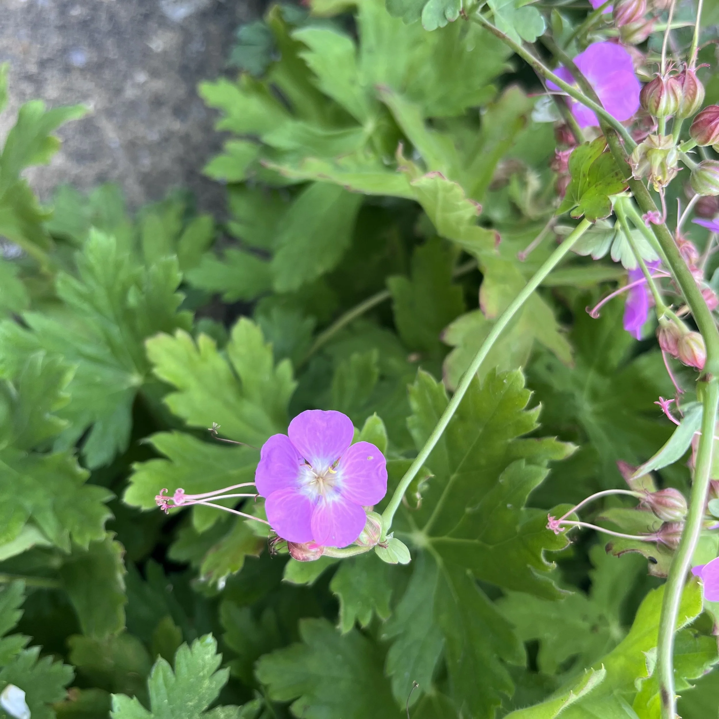 Geranium x cantabrigiense ‘Leanne’